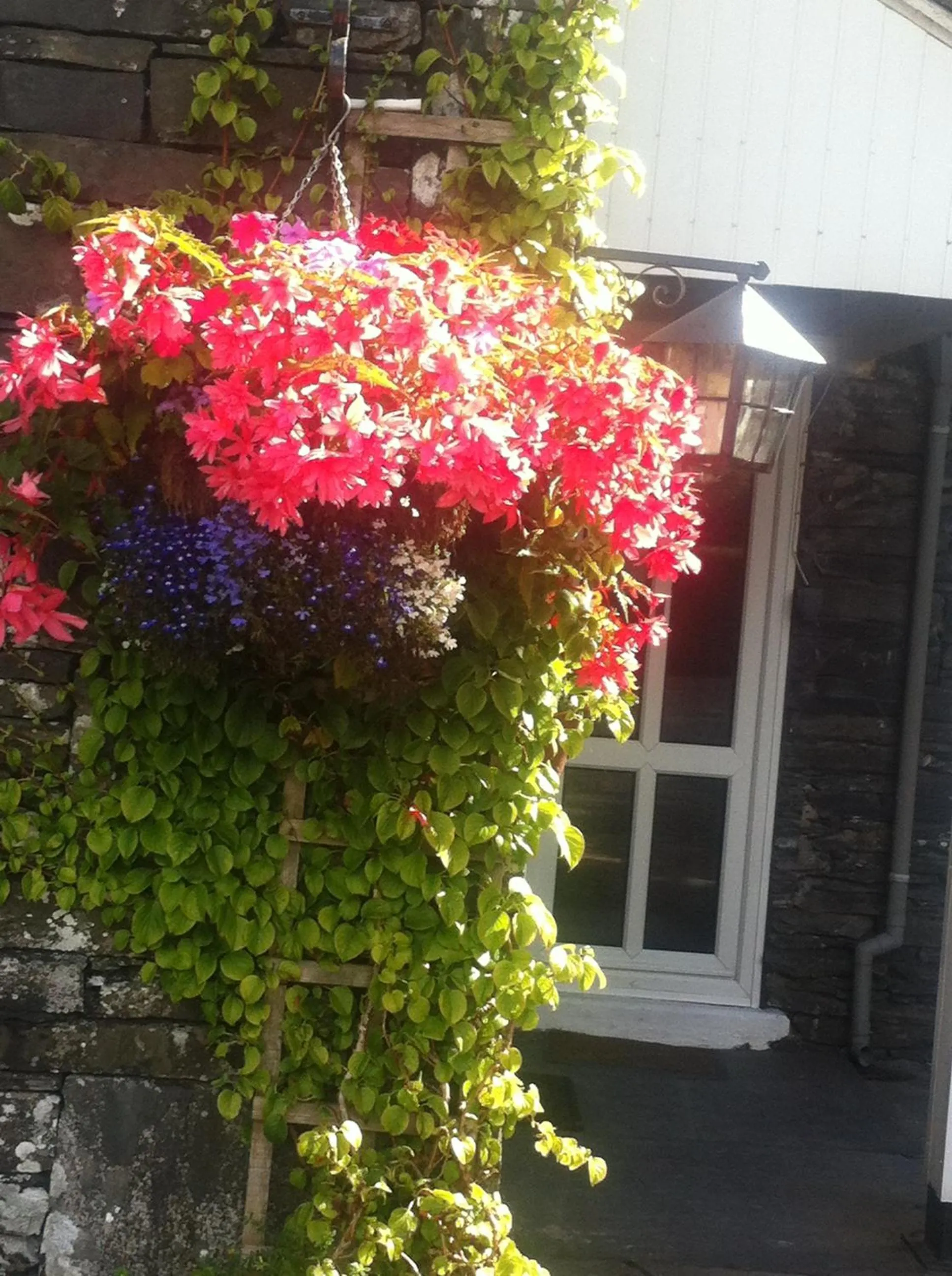 Garden in Bluebird Lodge
