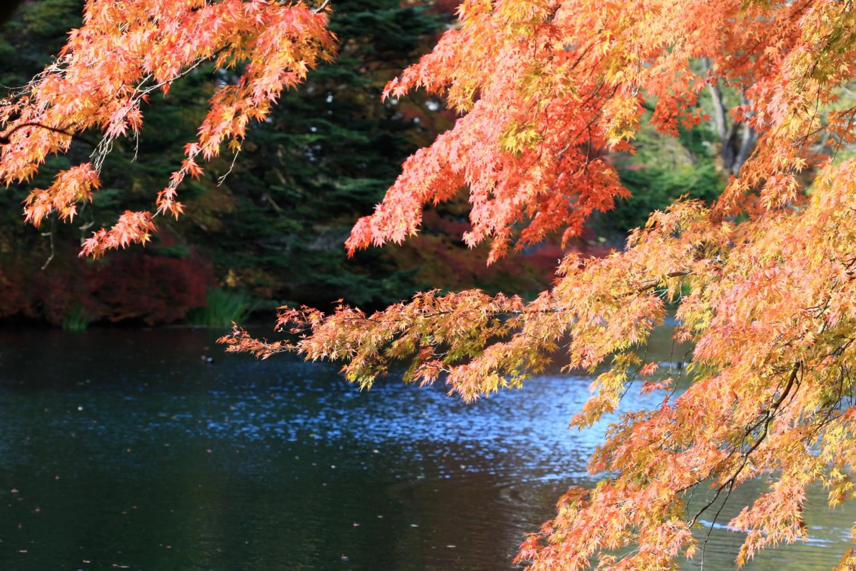 Natural landscape in Twin-Line Hotel Karuizawa Japan