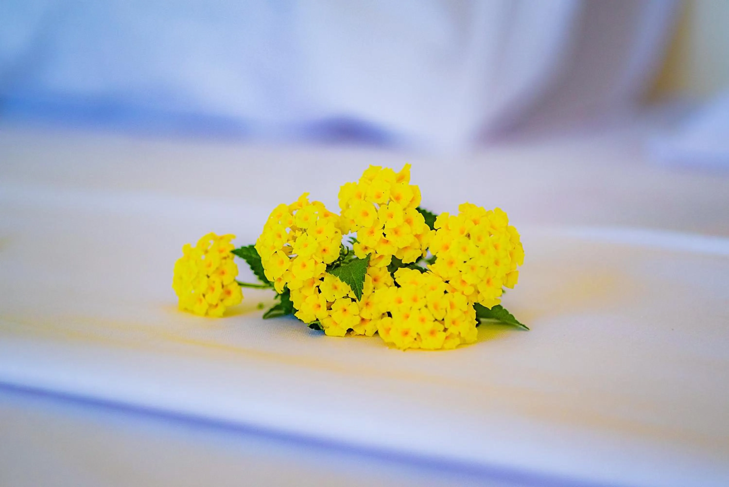 Decorative detail in Cambria Hotel