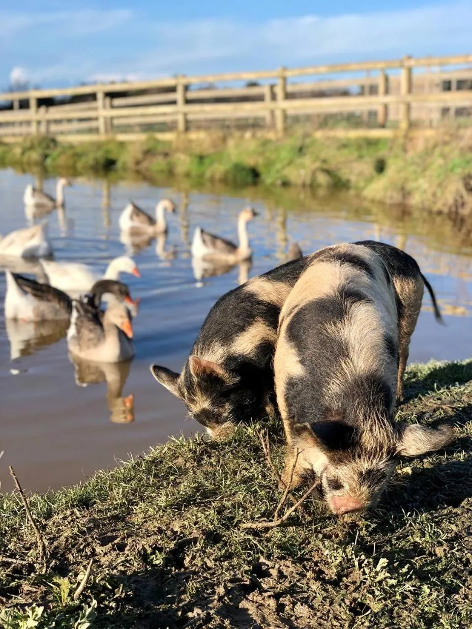 Pets in Eco-Domaine La Fontaine - HOTEL-SPA - 300 m Plage de la Fontaine aux Bretons