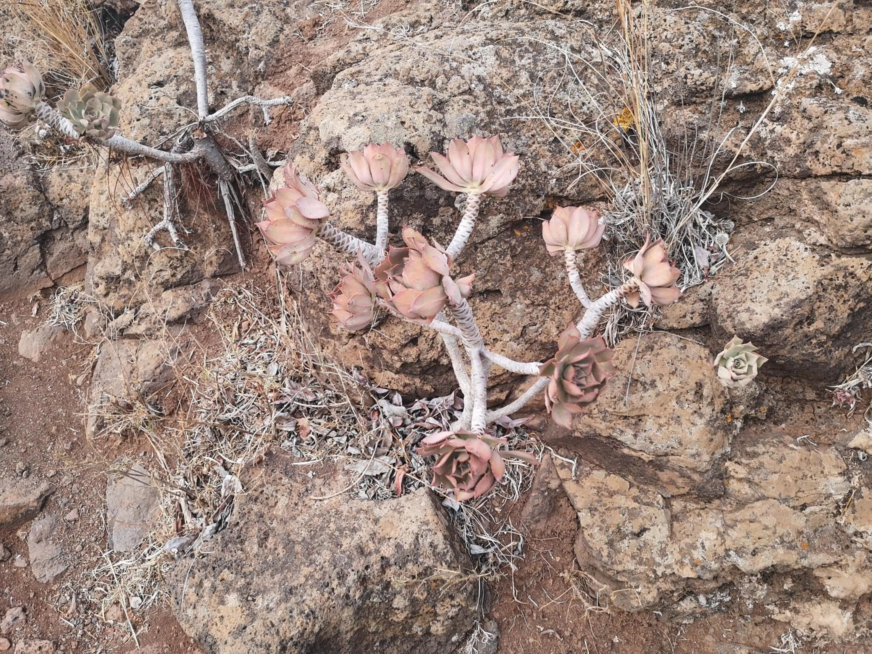 La Casona Canaria Boutique Home B & B