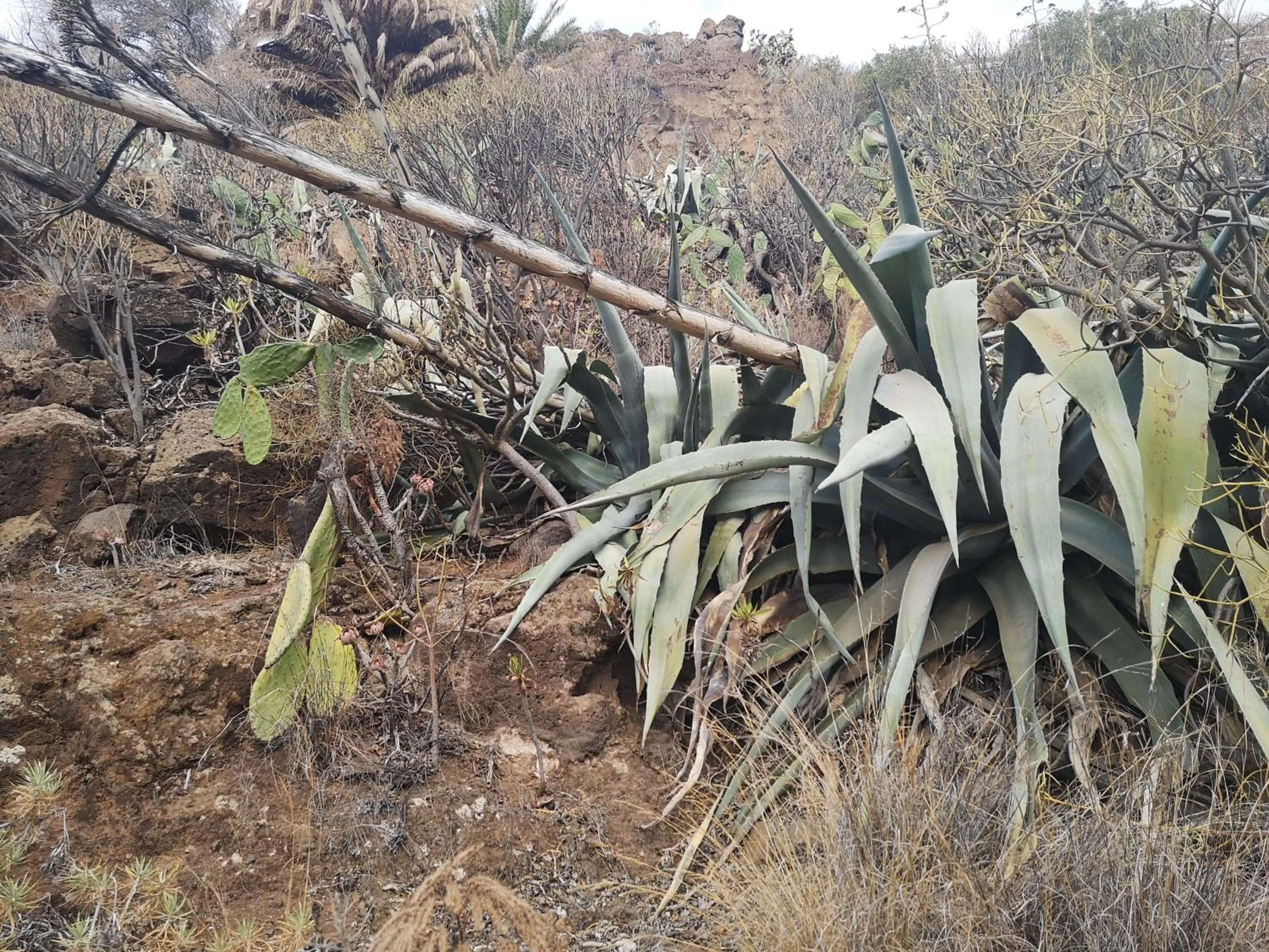 La Casona Canaria Boutique Home B & B