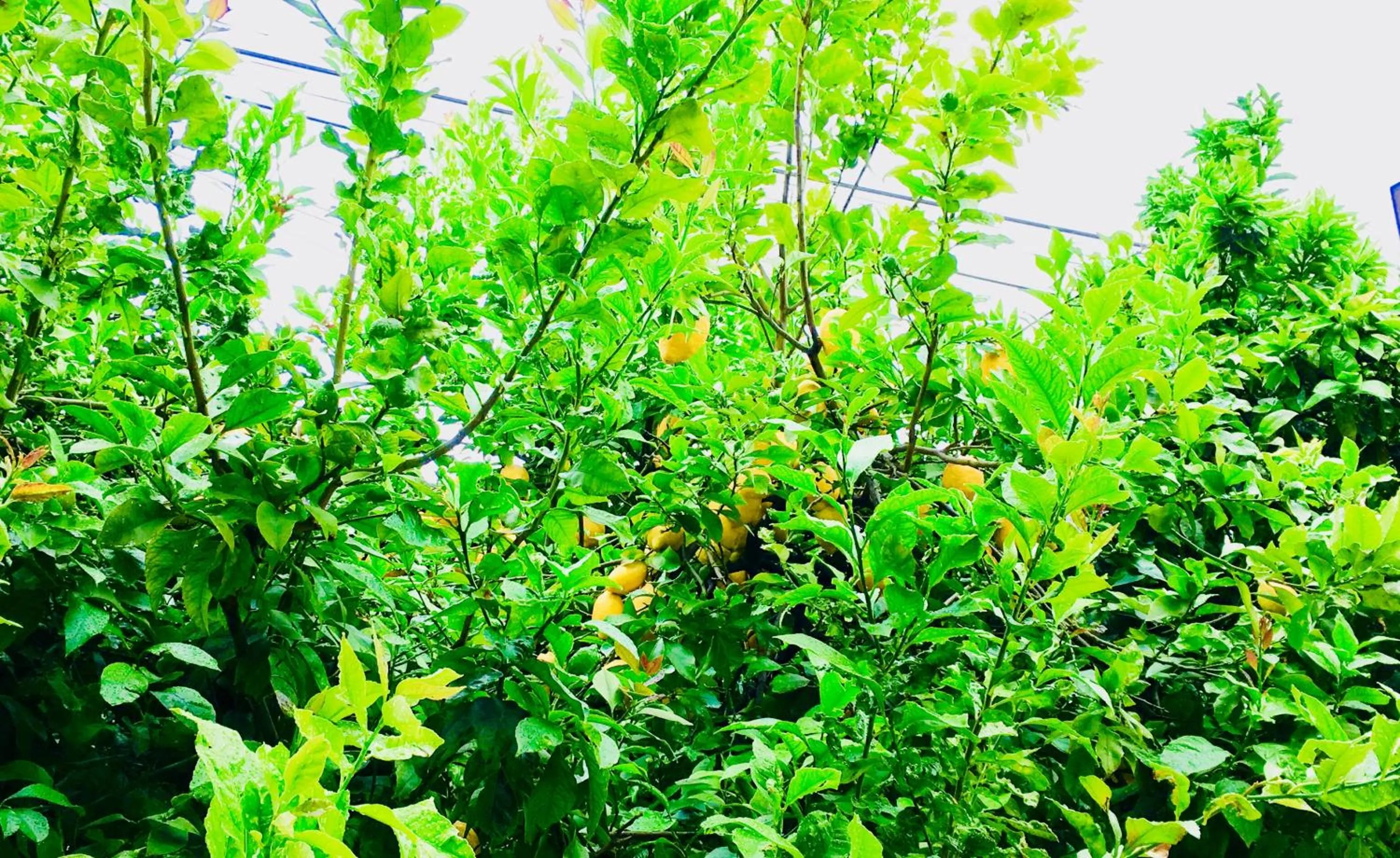 Natural landscape in Casa dos Azulejos