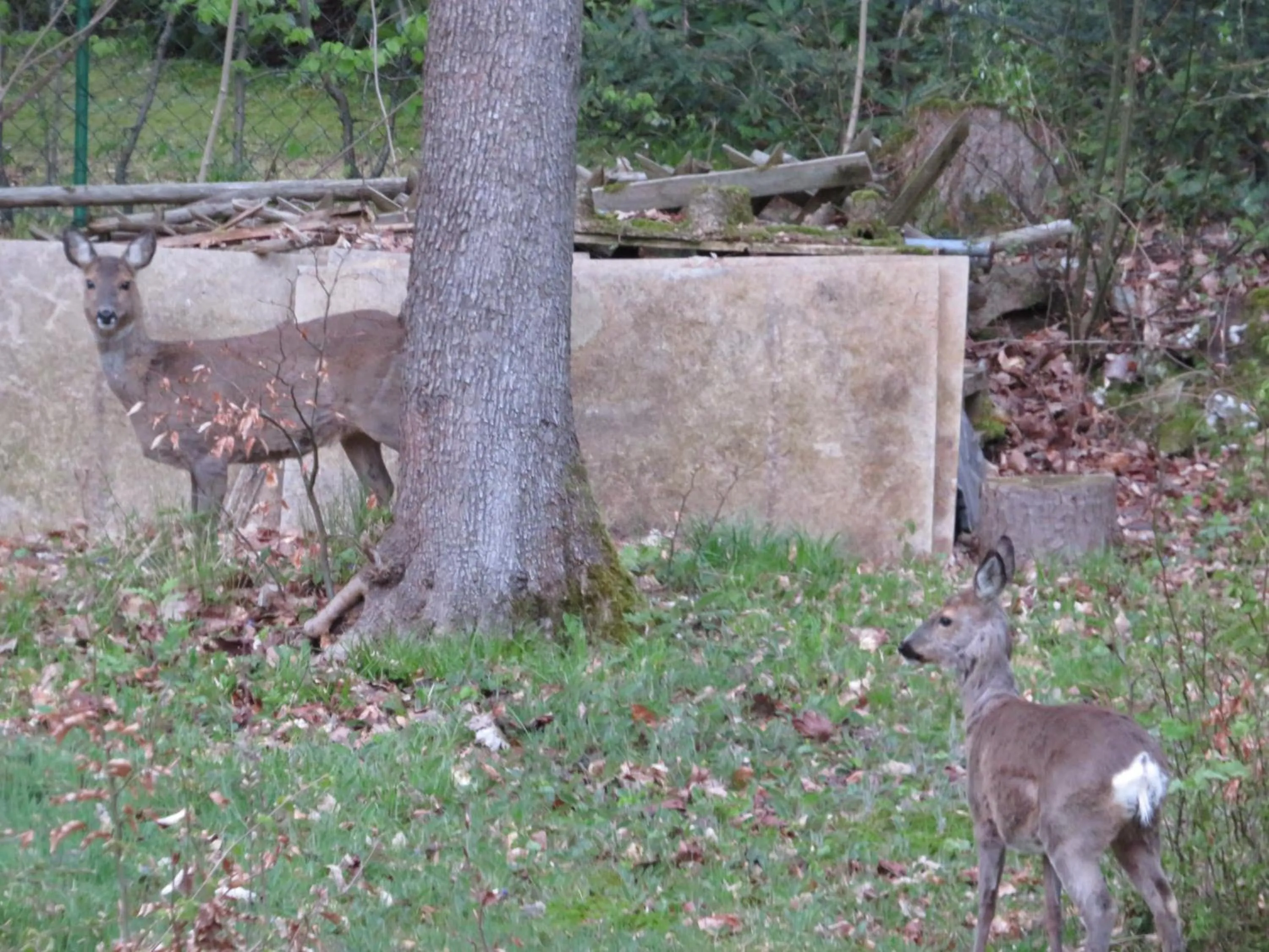 Garden view in Panorama Hotel Pension Frohnau