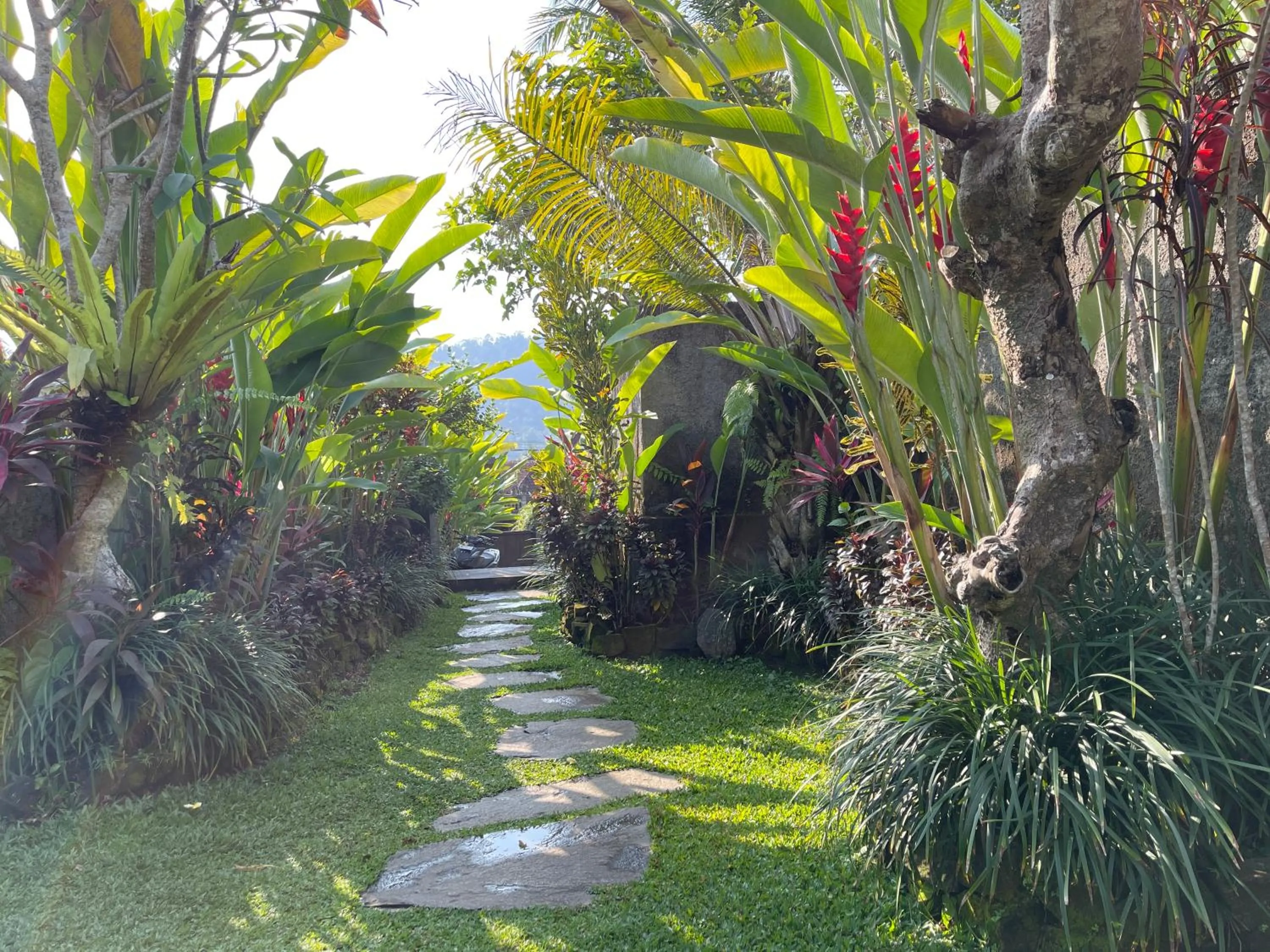 Garden in The Sidemen Villa