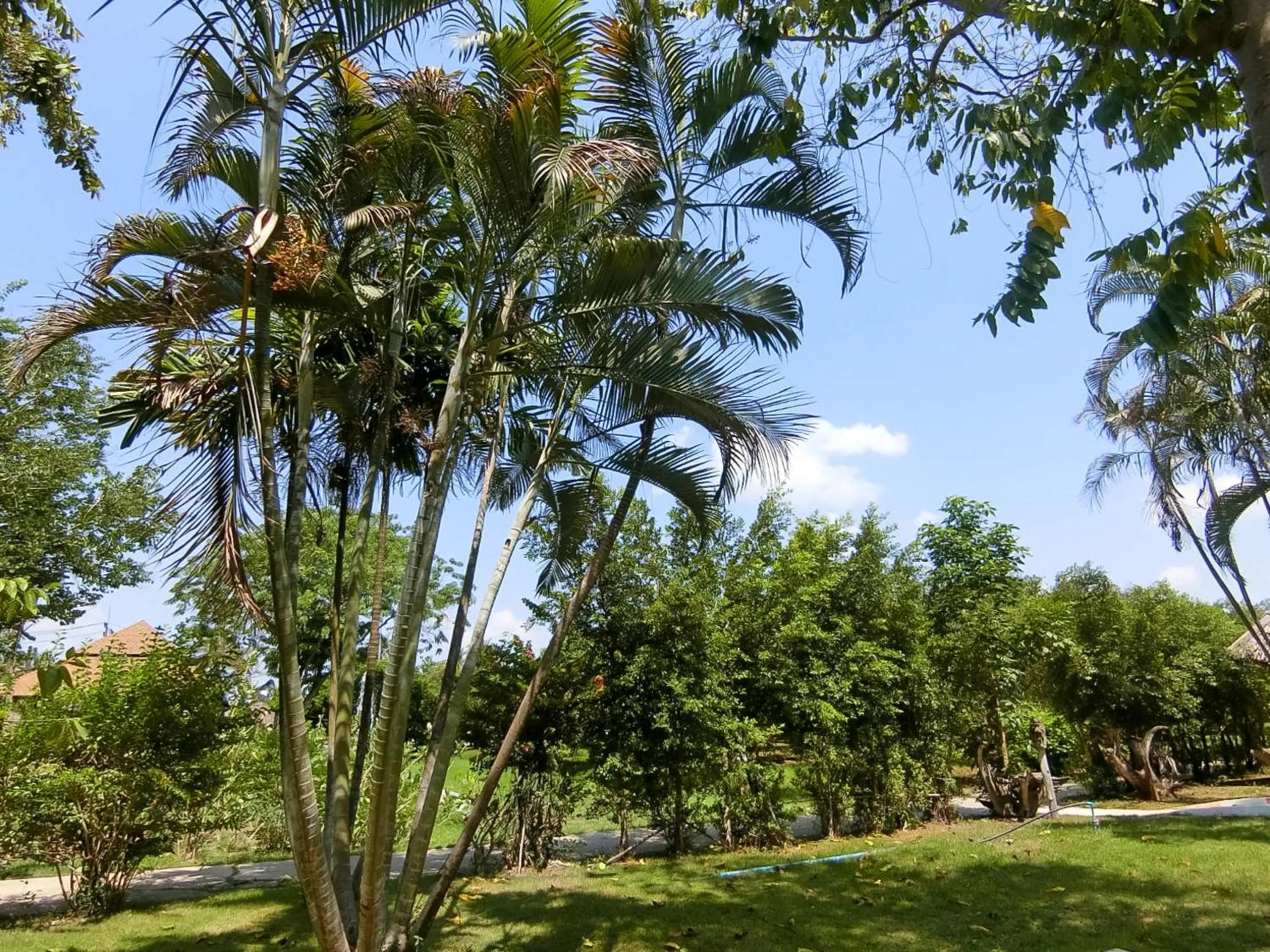 Garden in AURA Park Resort