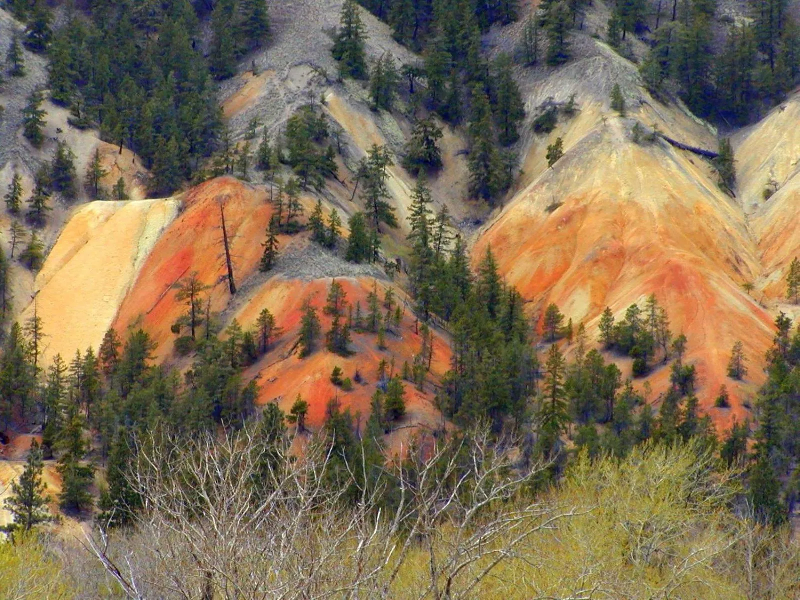 Natural landscape in Sundowner Motel