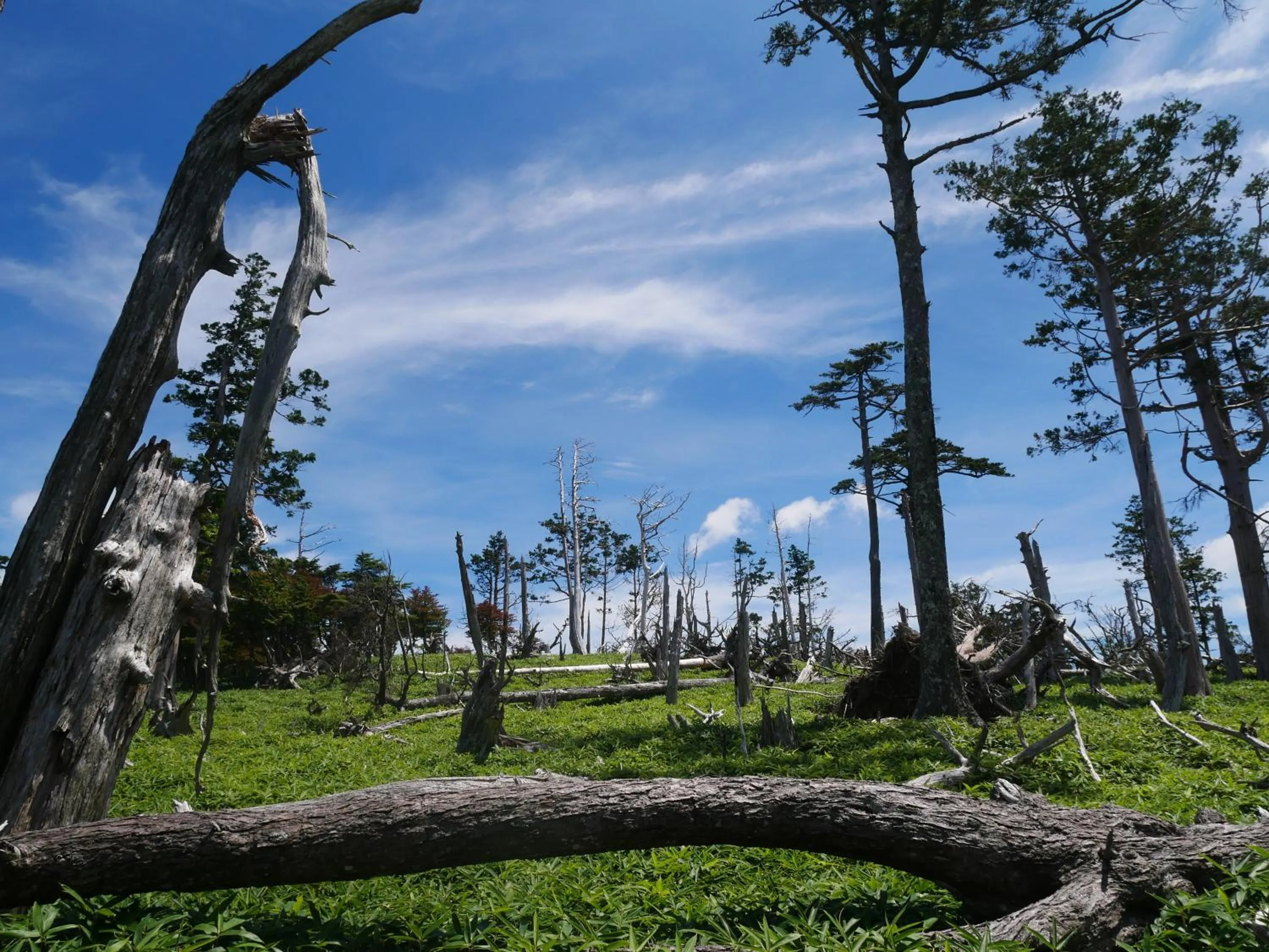 Hiking in フォレストかみきた Forest Kamikita