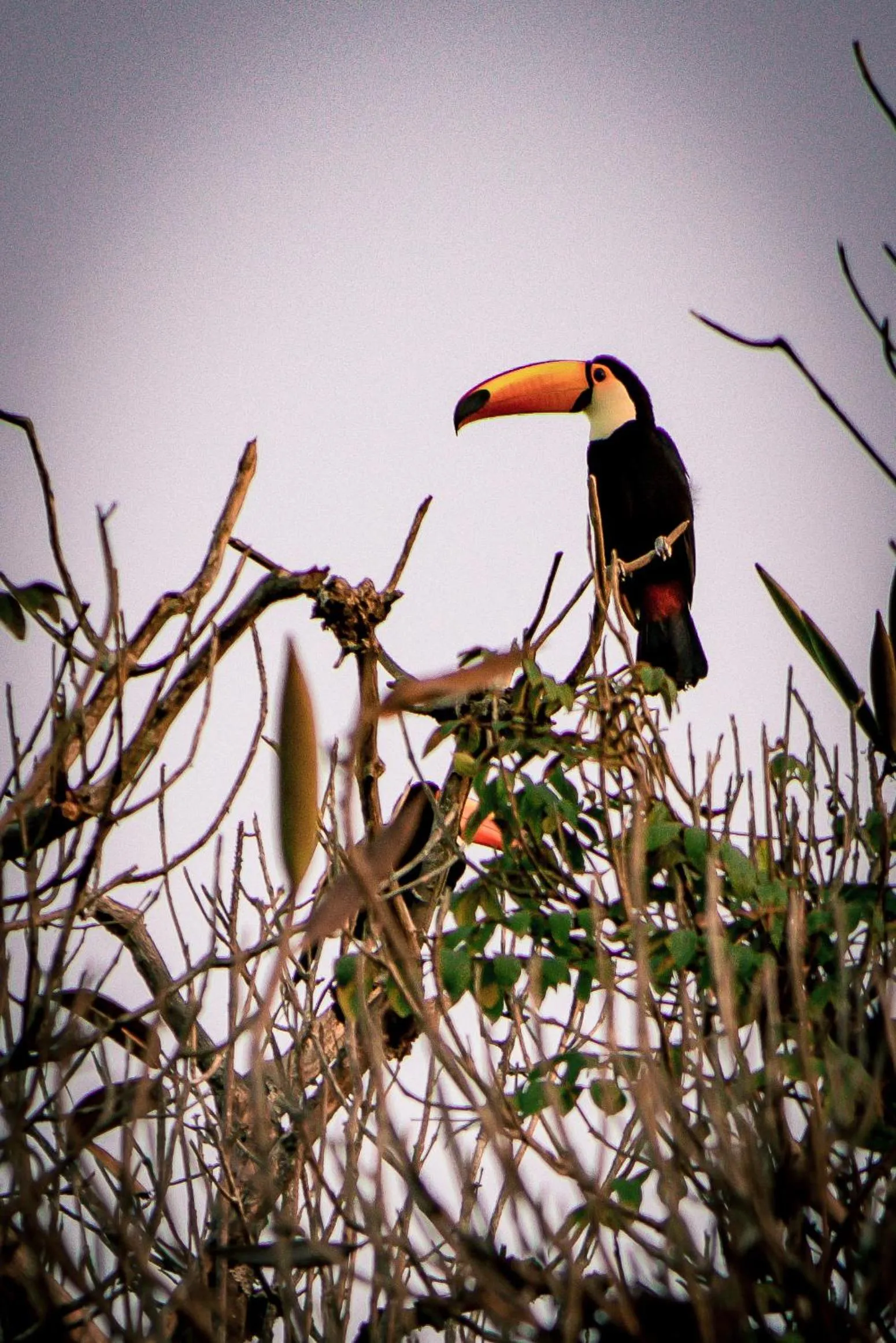 Animals in Parque Hotel Holambra