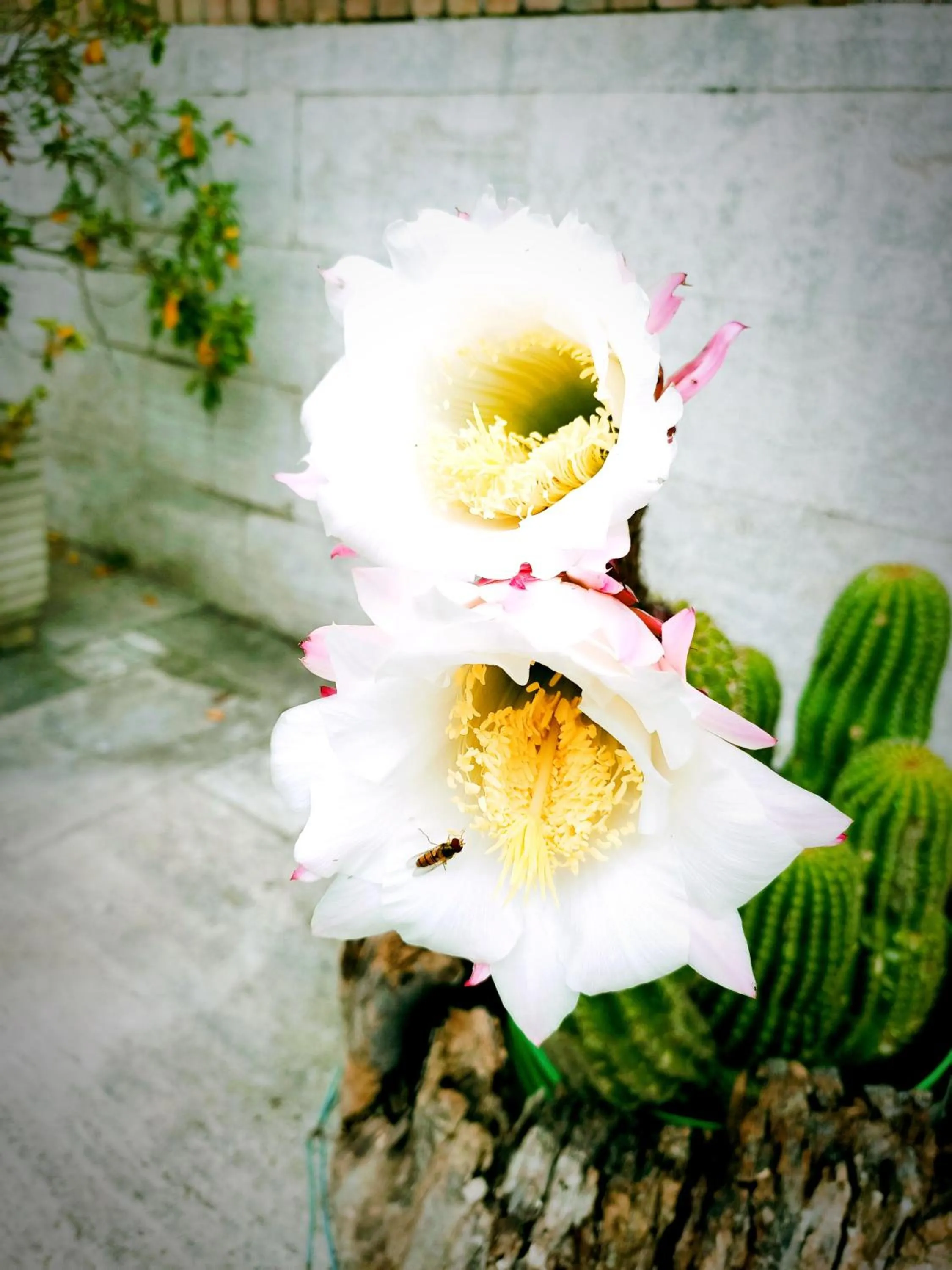 Spring in La casa sul tetto, Room's & Glamping