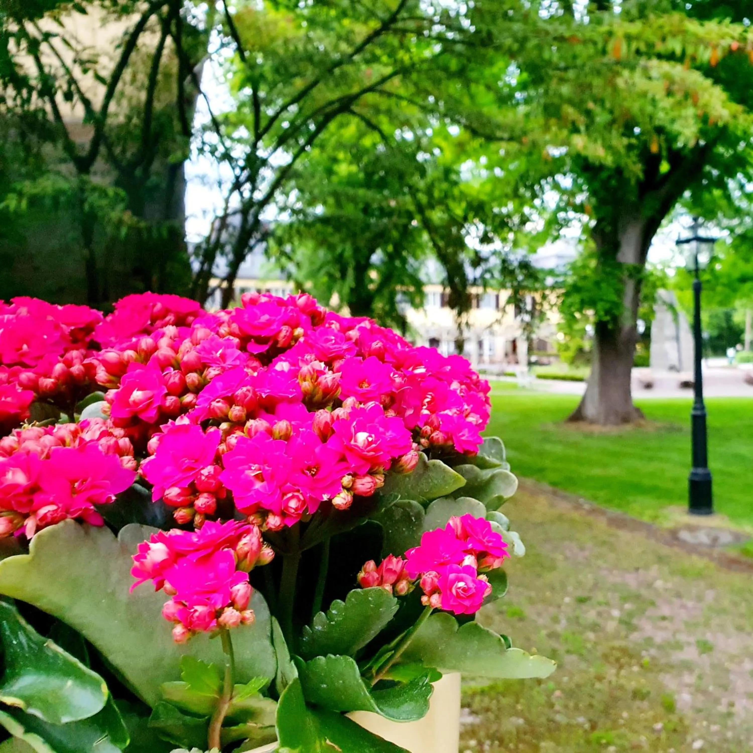 Garden view in Jagdschloss Hotel Niederwald