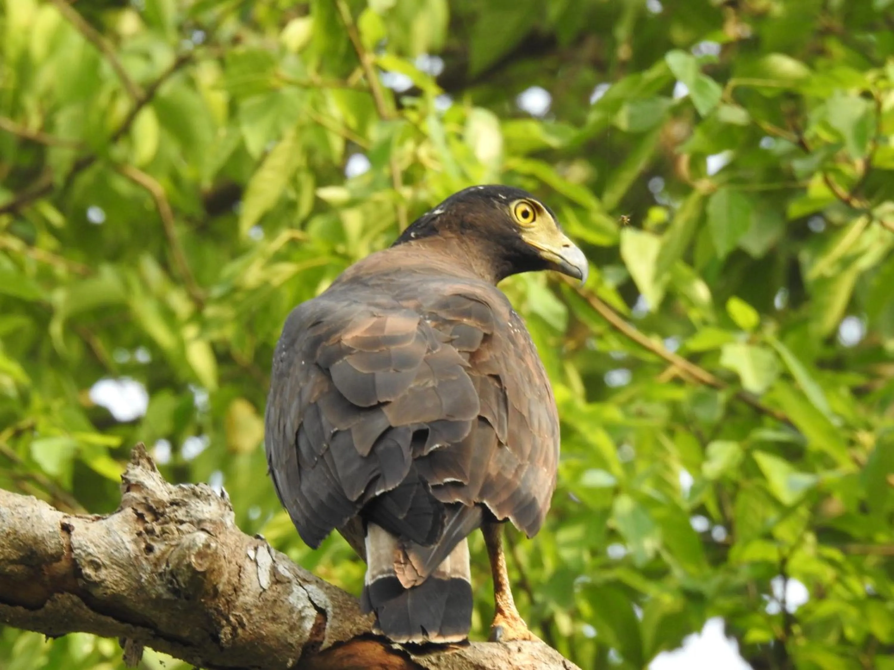 Animals in Babai Resort Pvt Ltd