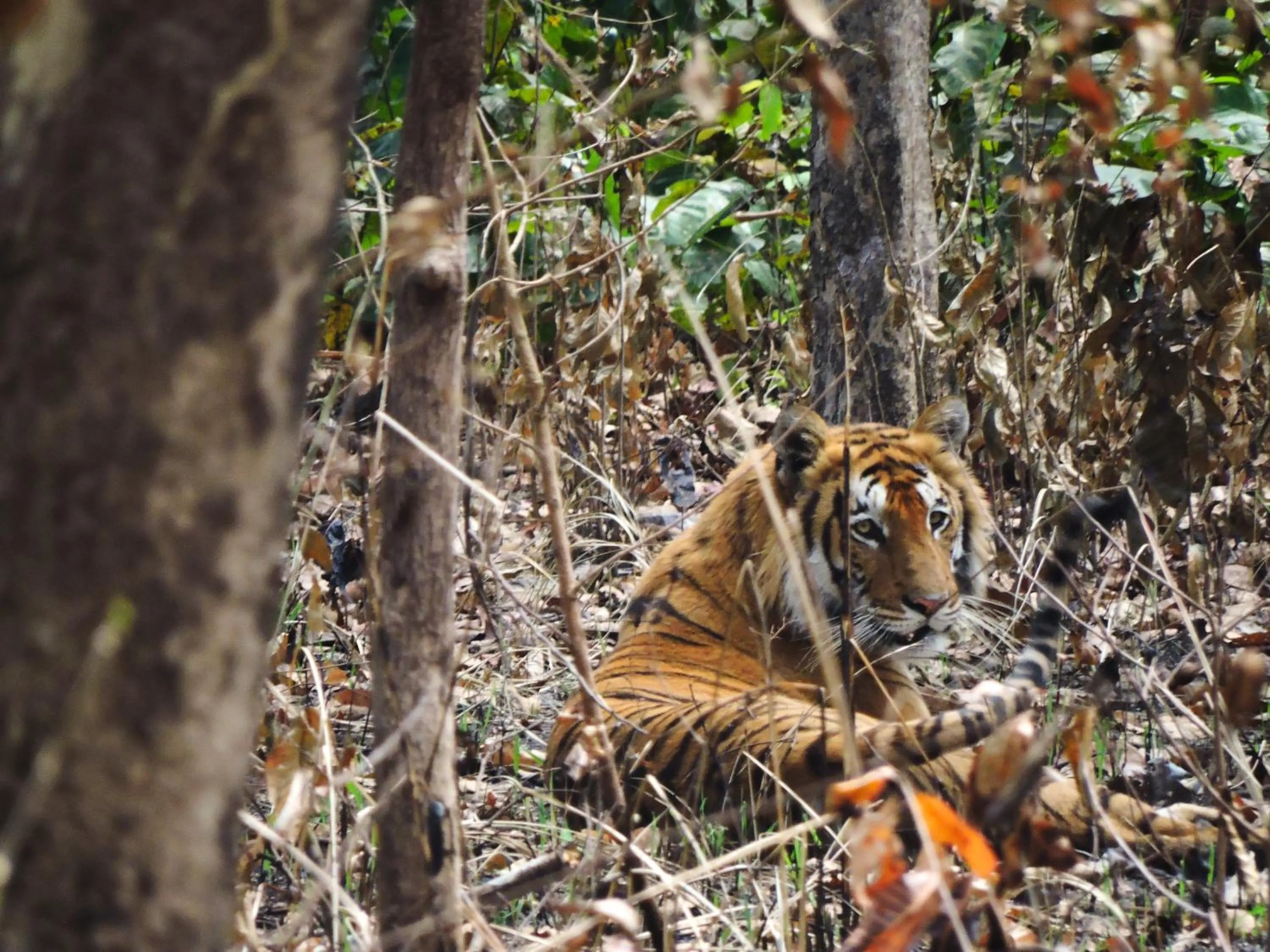 Property building in Babai Resort Pvt Ltd