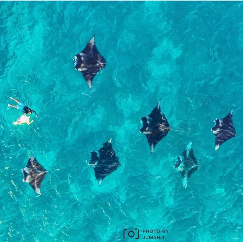 Snorkeling in KingsWay Thoddoo Maldives
