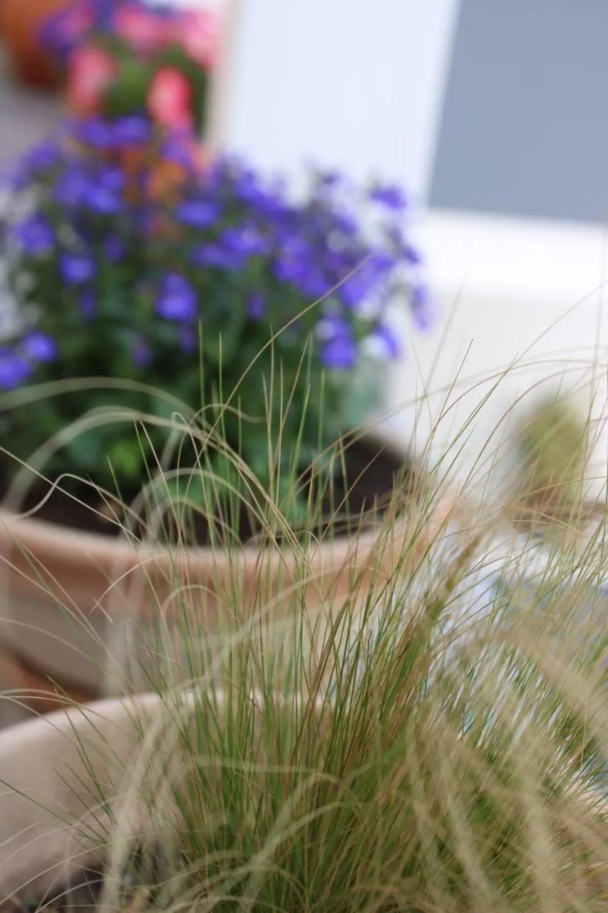 Garden view in Katsikantaris Homes