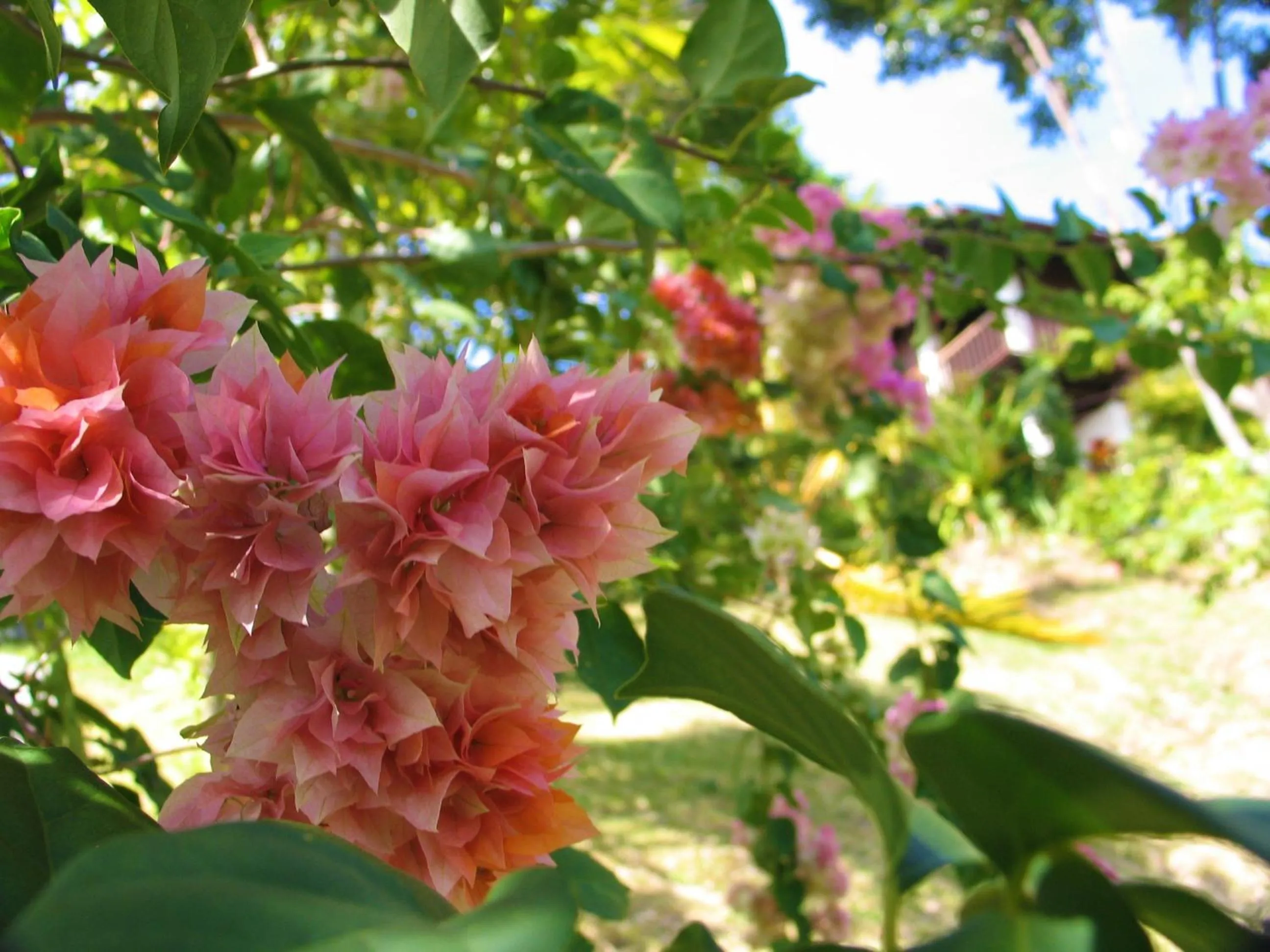 Tribal Hills Mountain Resort