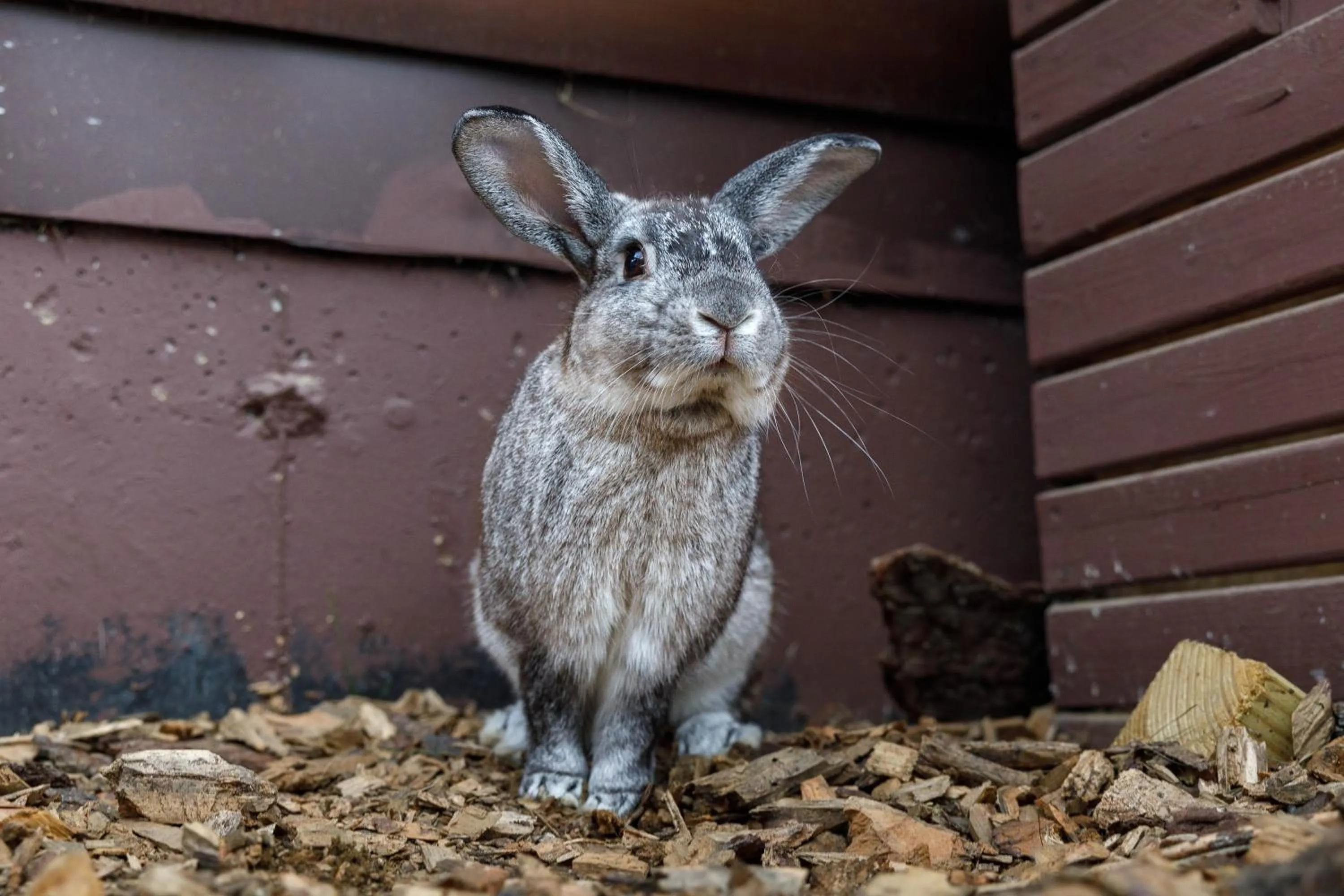 Animals in Presidential Mountain Resort