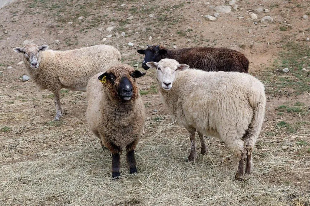 Animals in Presidential Mountain Resort