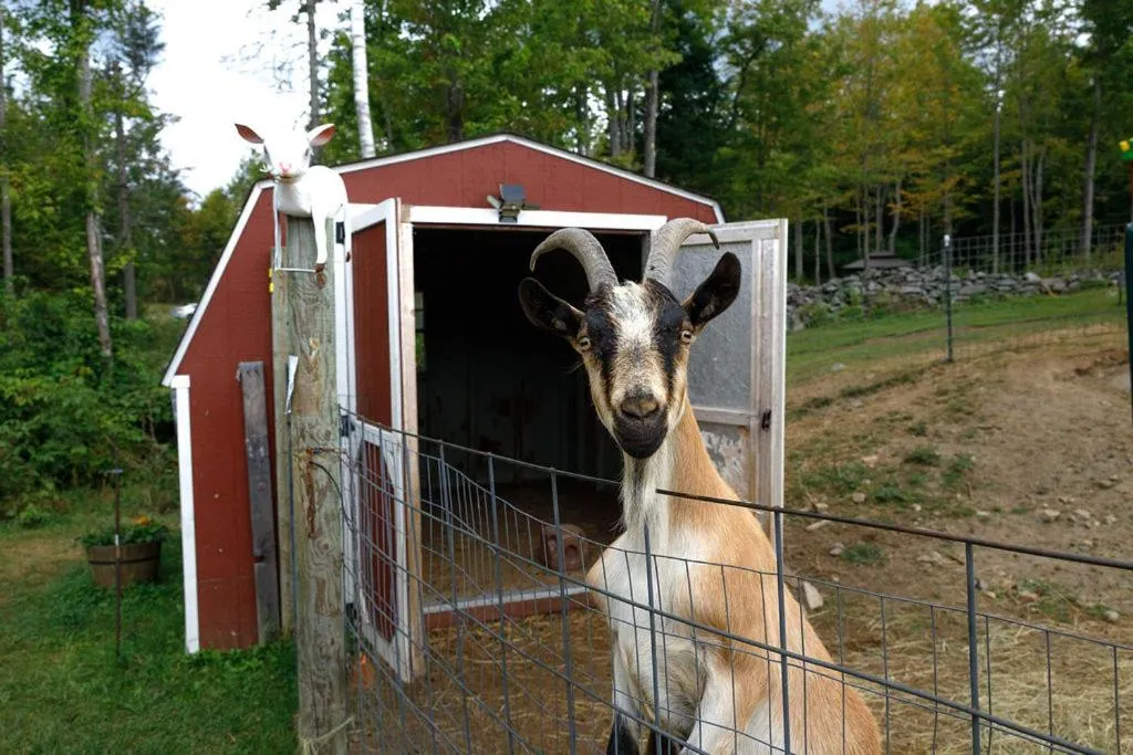 Animals in Presidential Mountain Resort