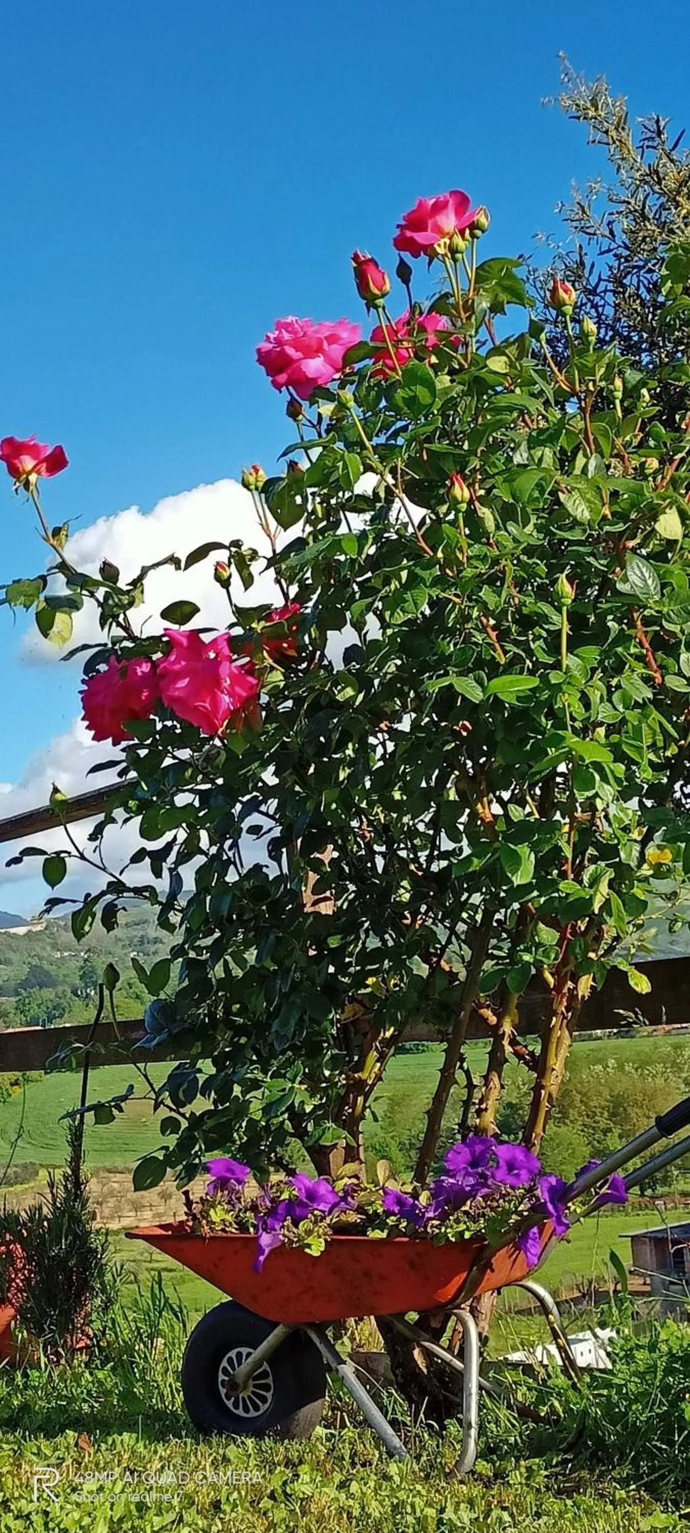 Garden in Il Faggio 17 B&B