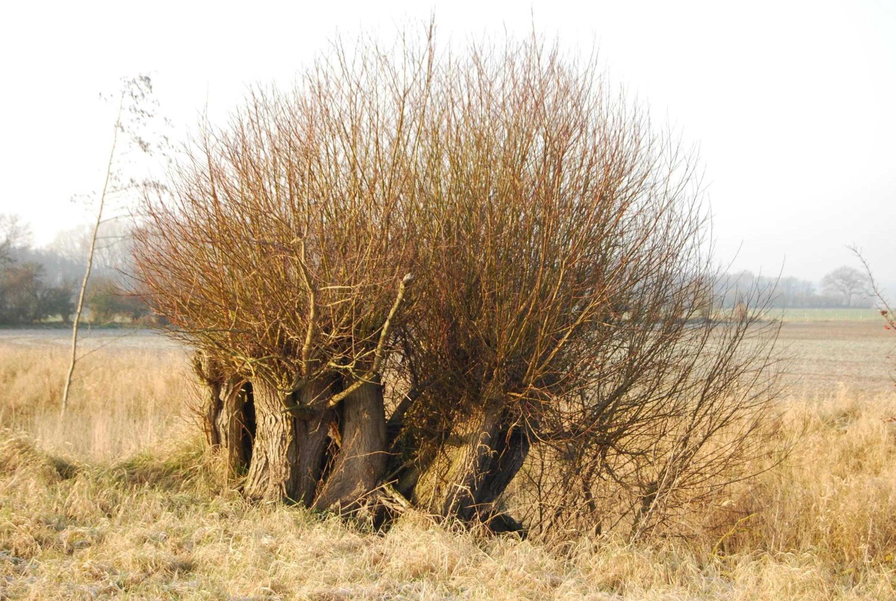 Natural landscape in Flair Landhotel Strengliner Mühle