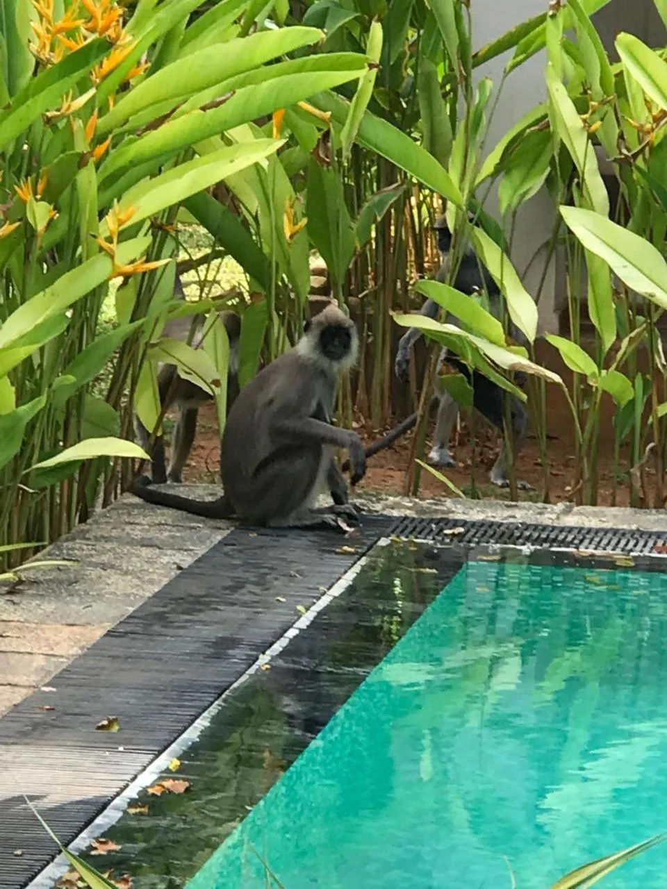 Day in Guru Beach Resort