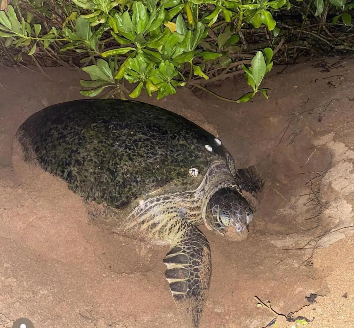 Animals in Guru Beach Resort