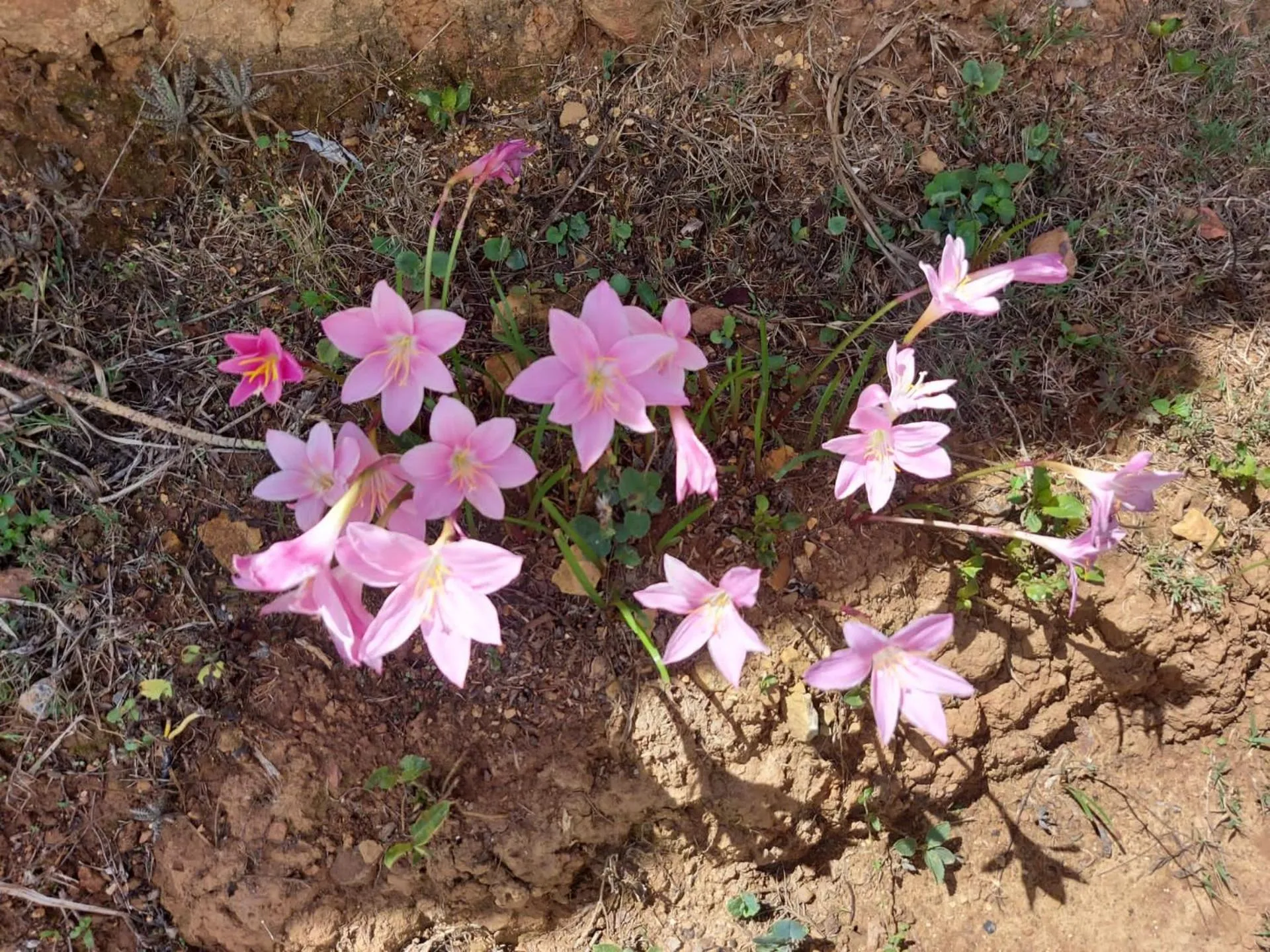 Garden in El Paraiso - B&B Finca San Vicente
