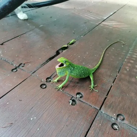 Animals in El Paraiso - B&B Finca San Vicente