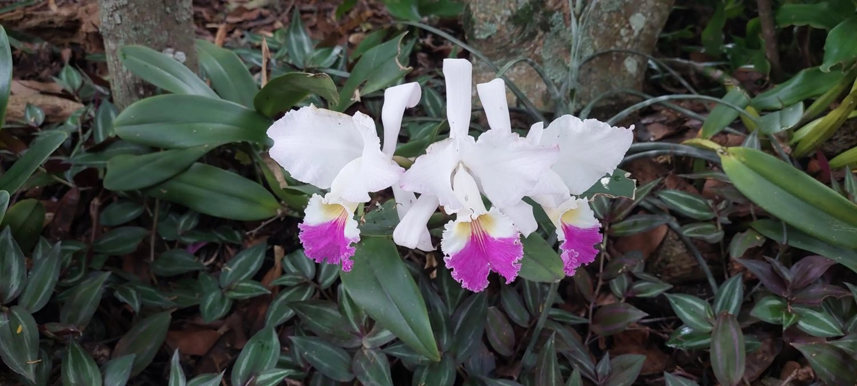 El Paraiso - B&B Finca San Vicente