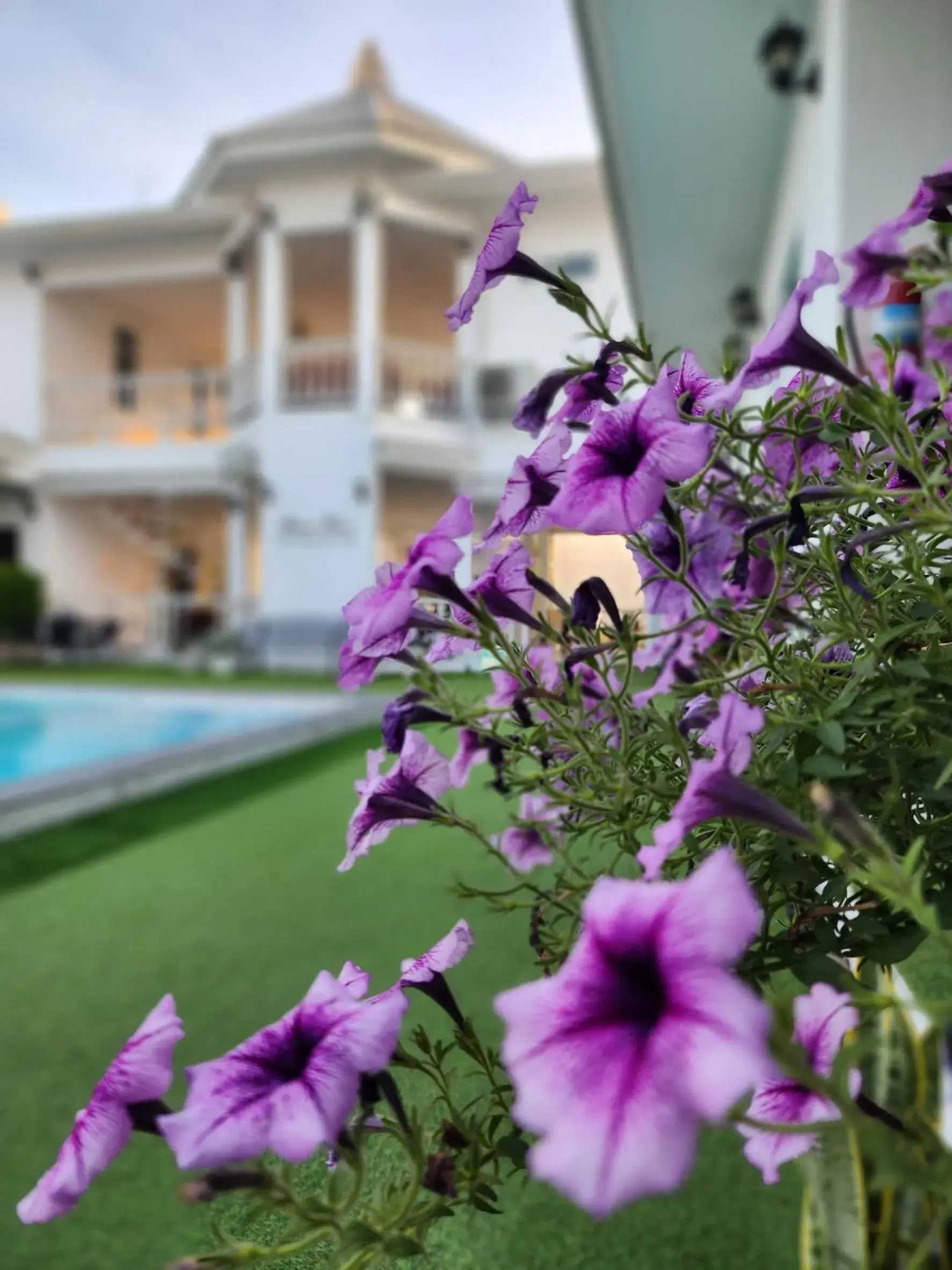 Pool view in Bianco House Resort Pool view in Bianco House Resort