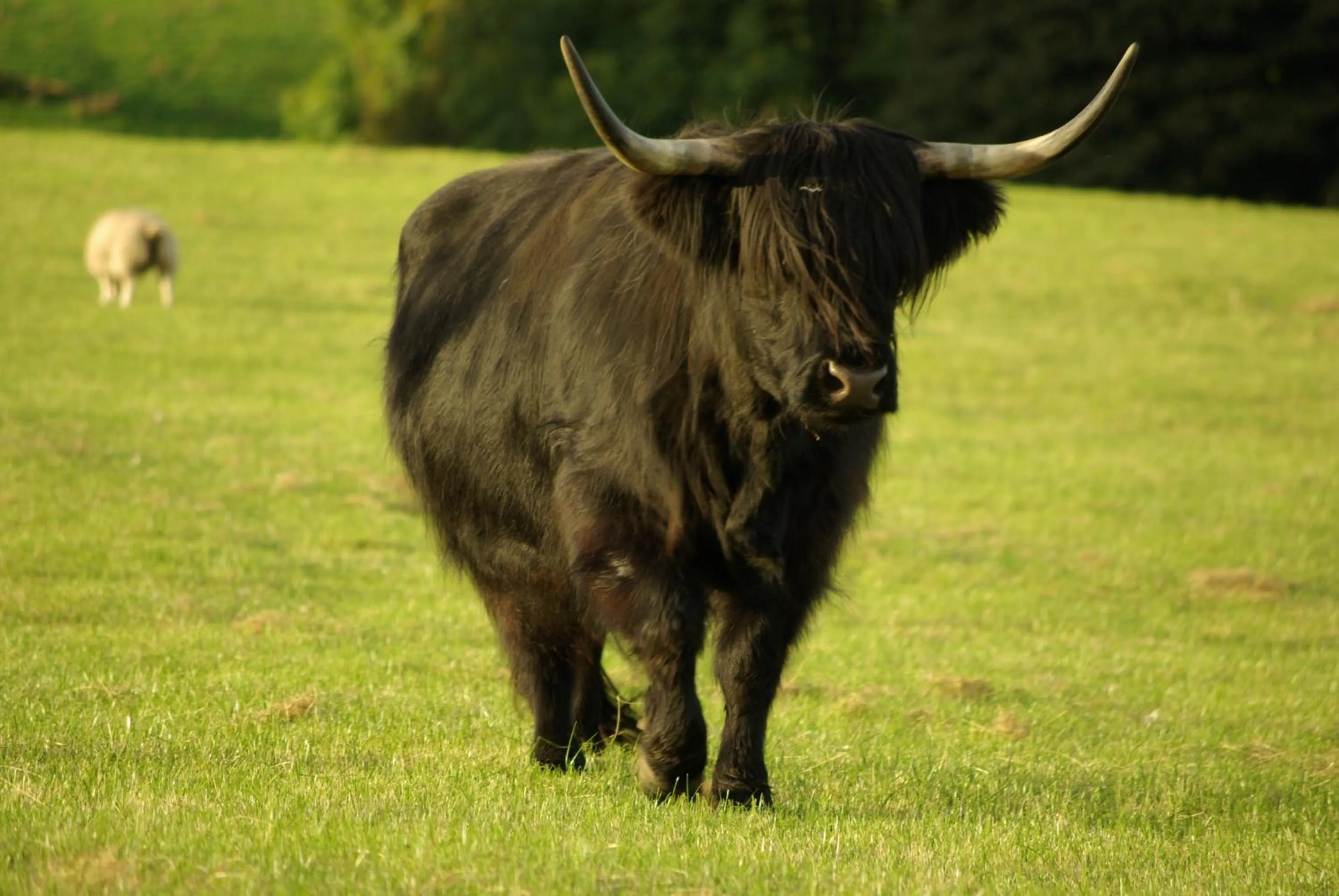 Animals in Craigadam Country House Hotel