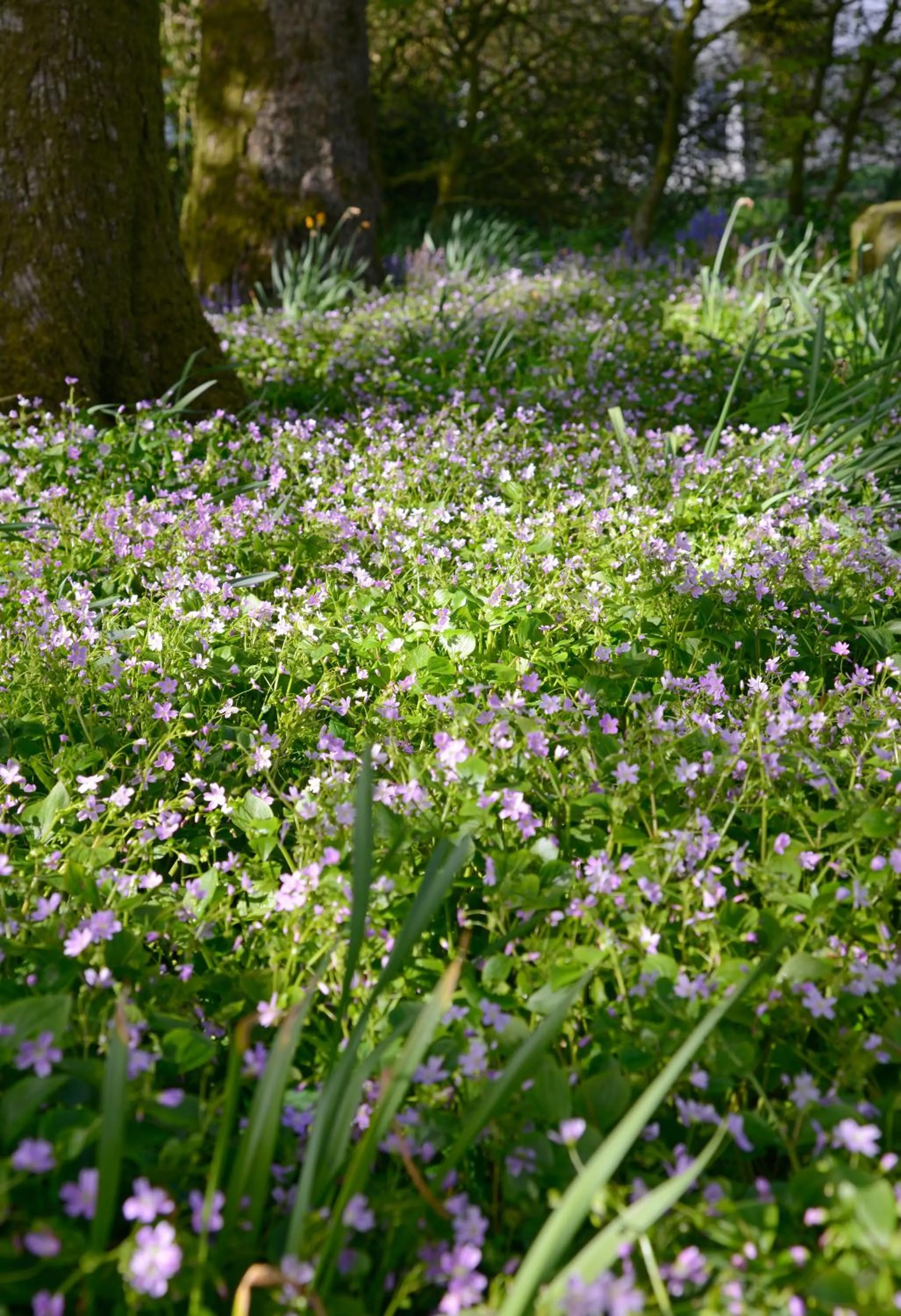 Garden view in Craigadam Country House Hotel