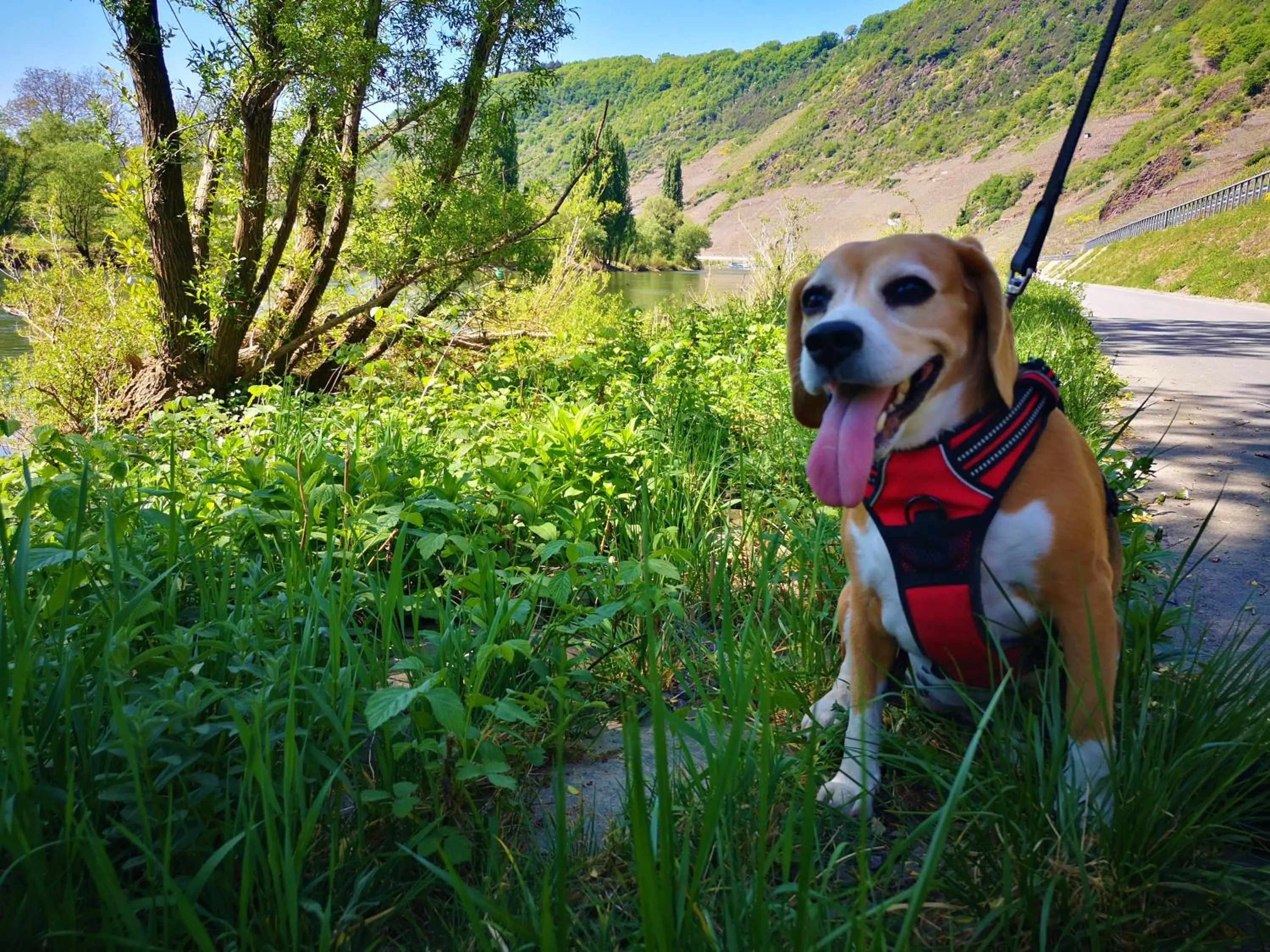 Pets in Hotel Hegenbarths