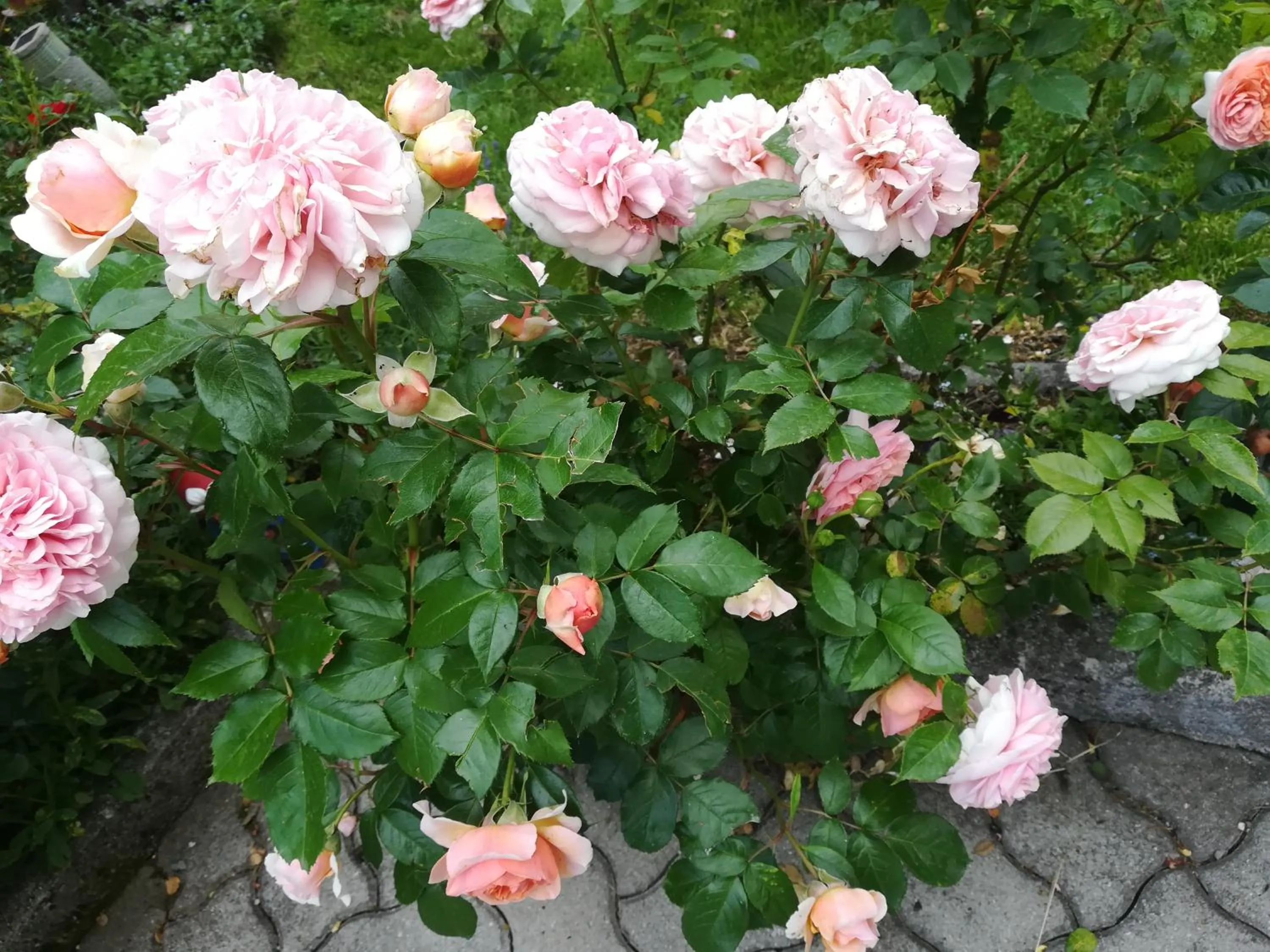 Mühlnerhof Familie Gruber