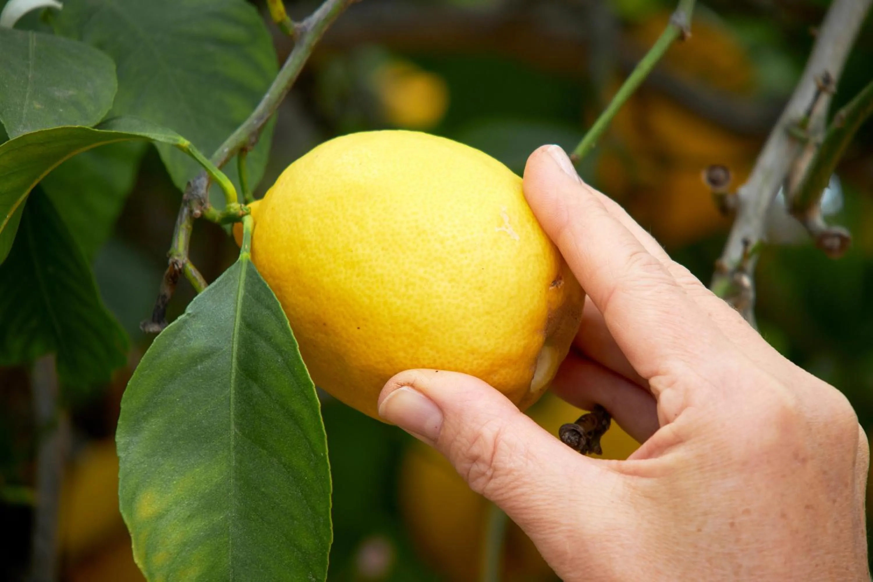 Food and drinks in El Molino Estepona