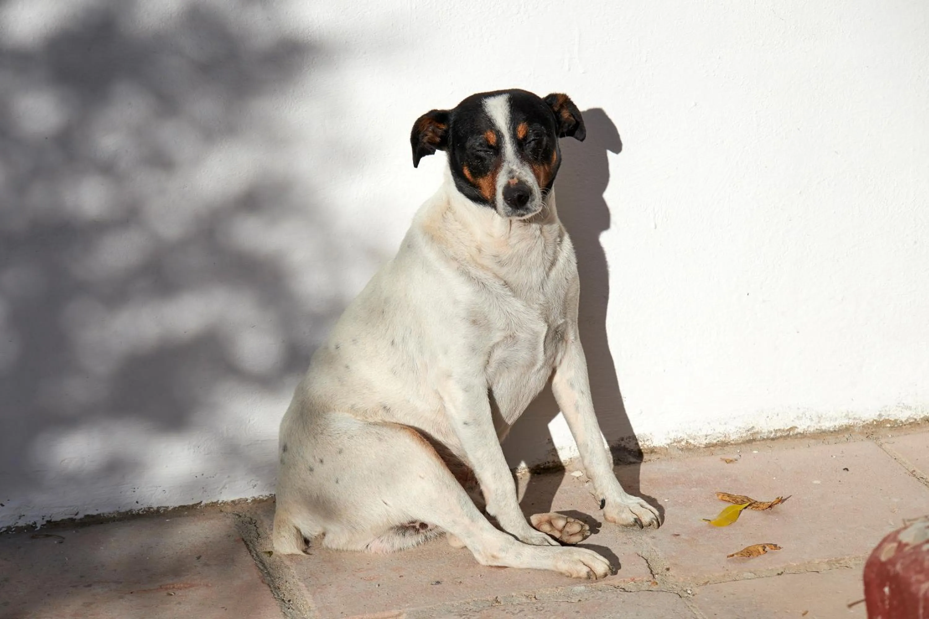 Pets in El Molino Estepona