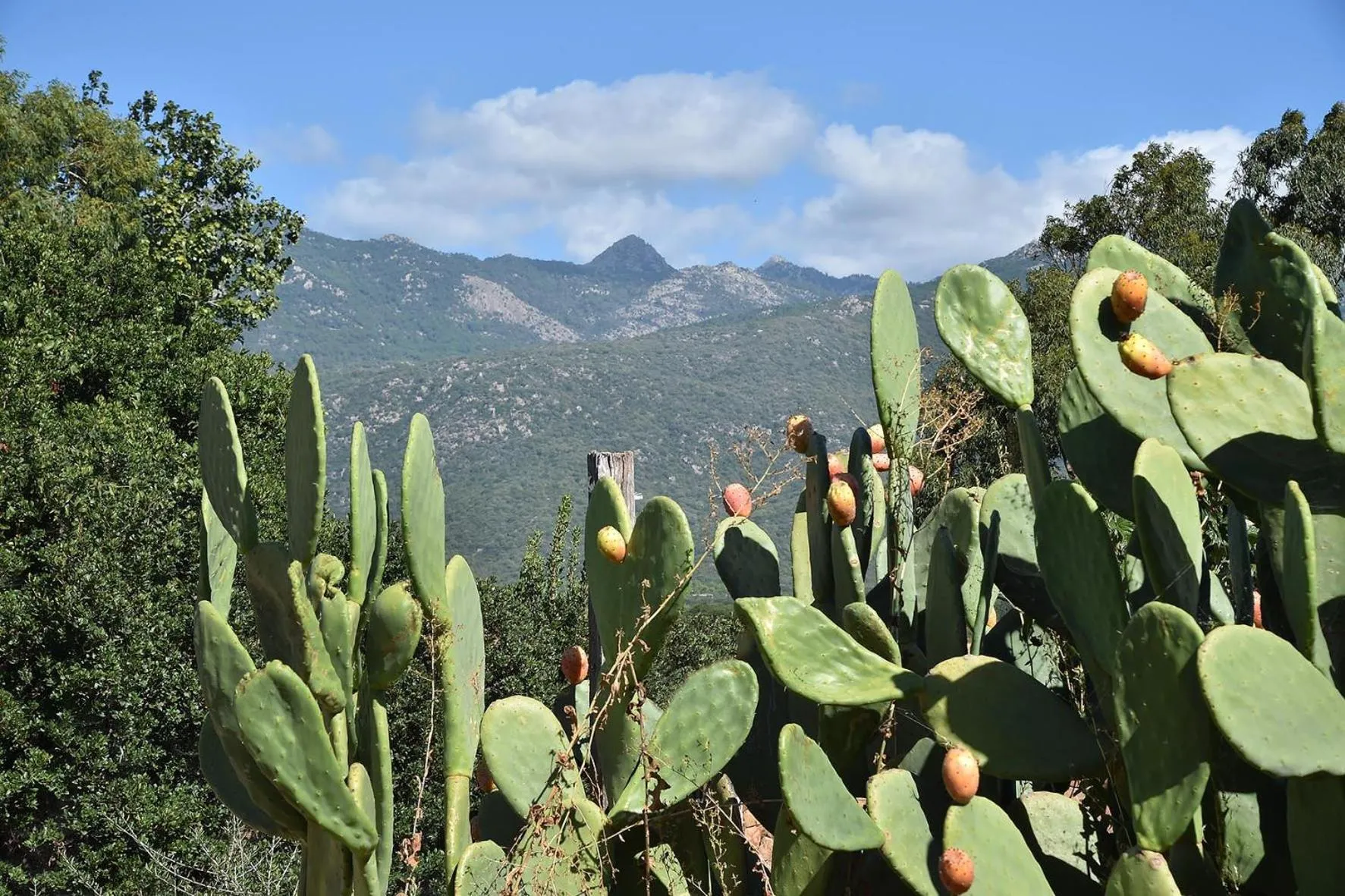 Mountain view in Terracorse
