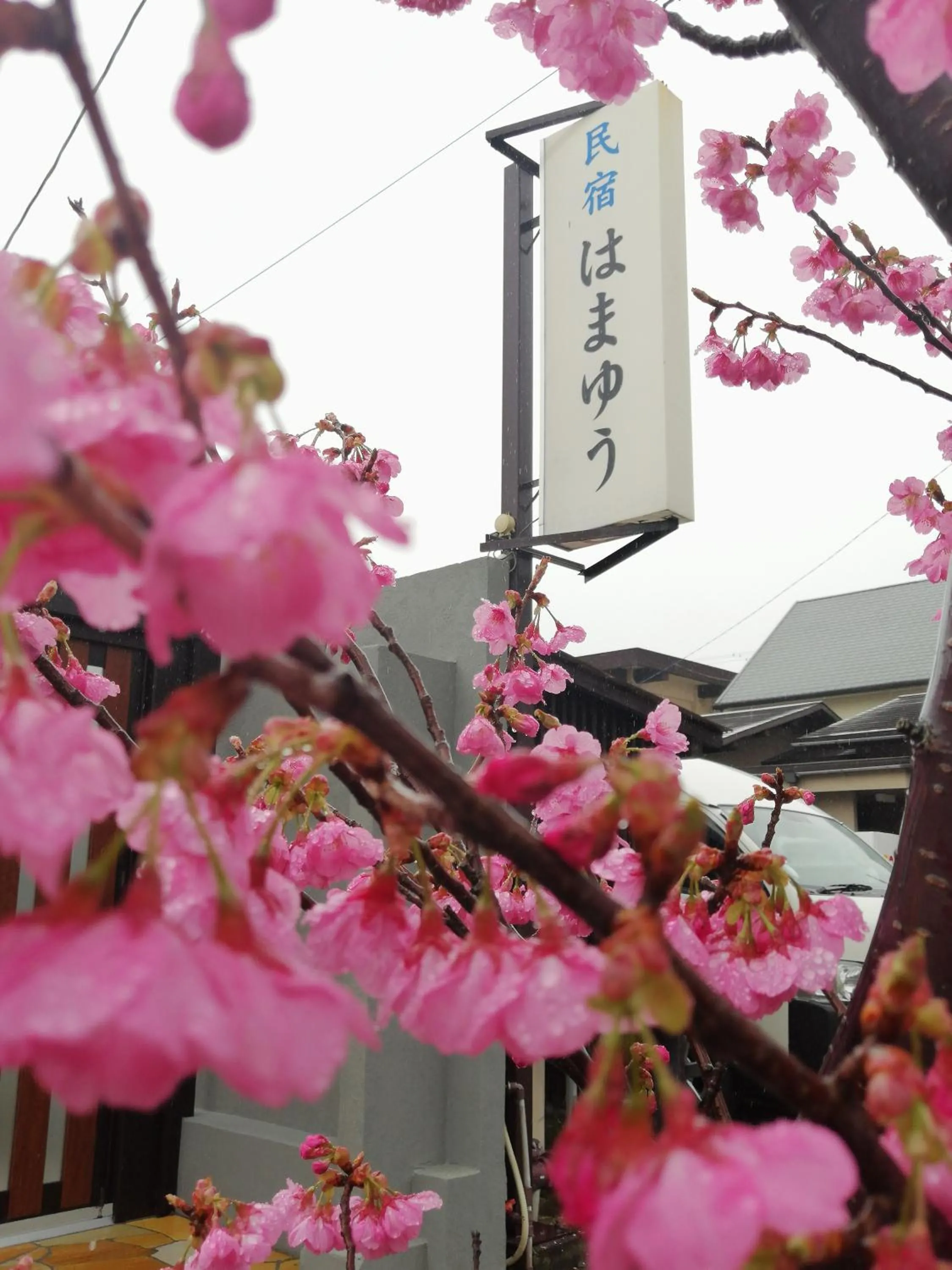 Hamayuu