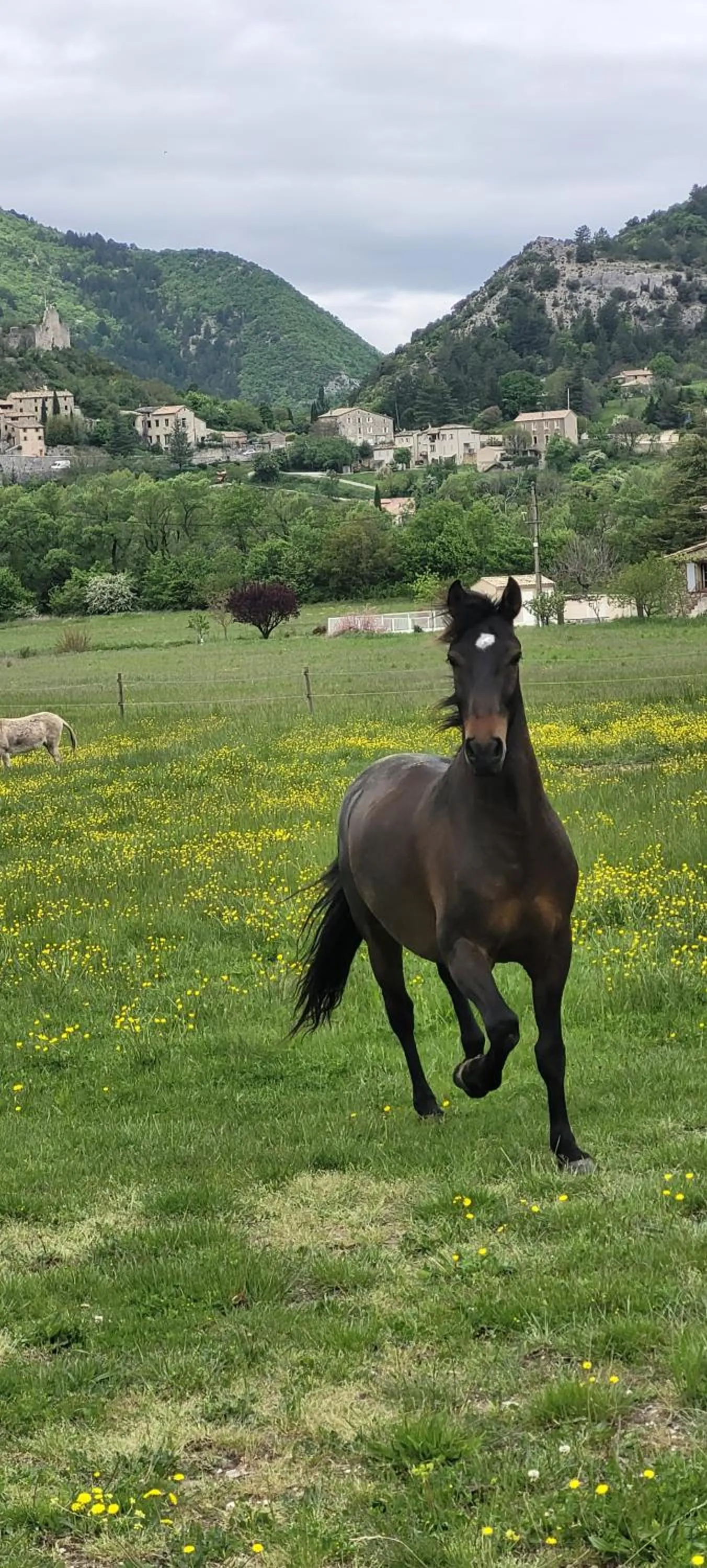 Horse-riding in Mas de Reilhanette