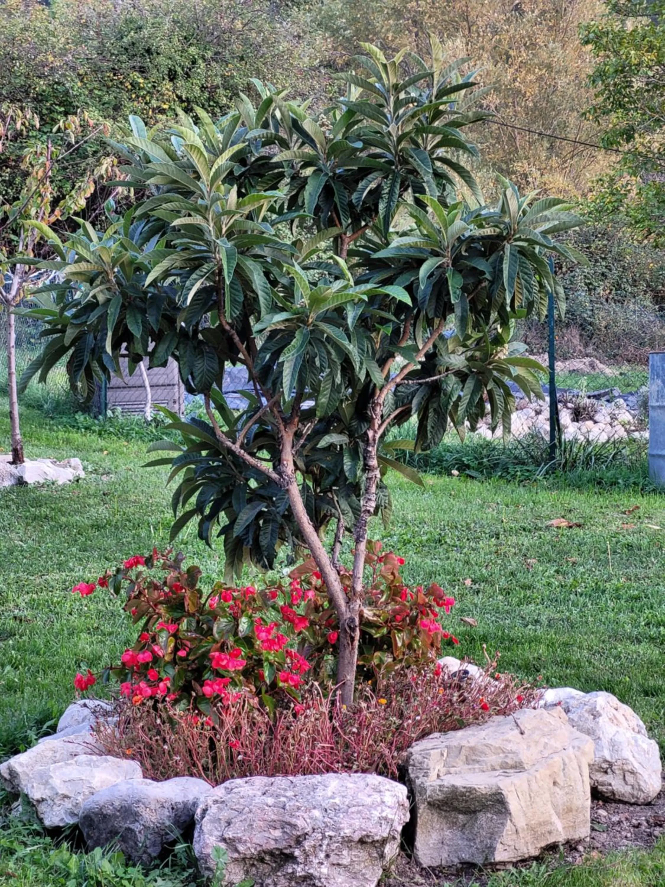 Garden in Mas de Reilhanette