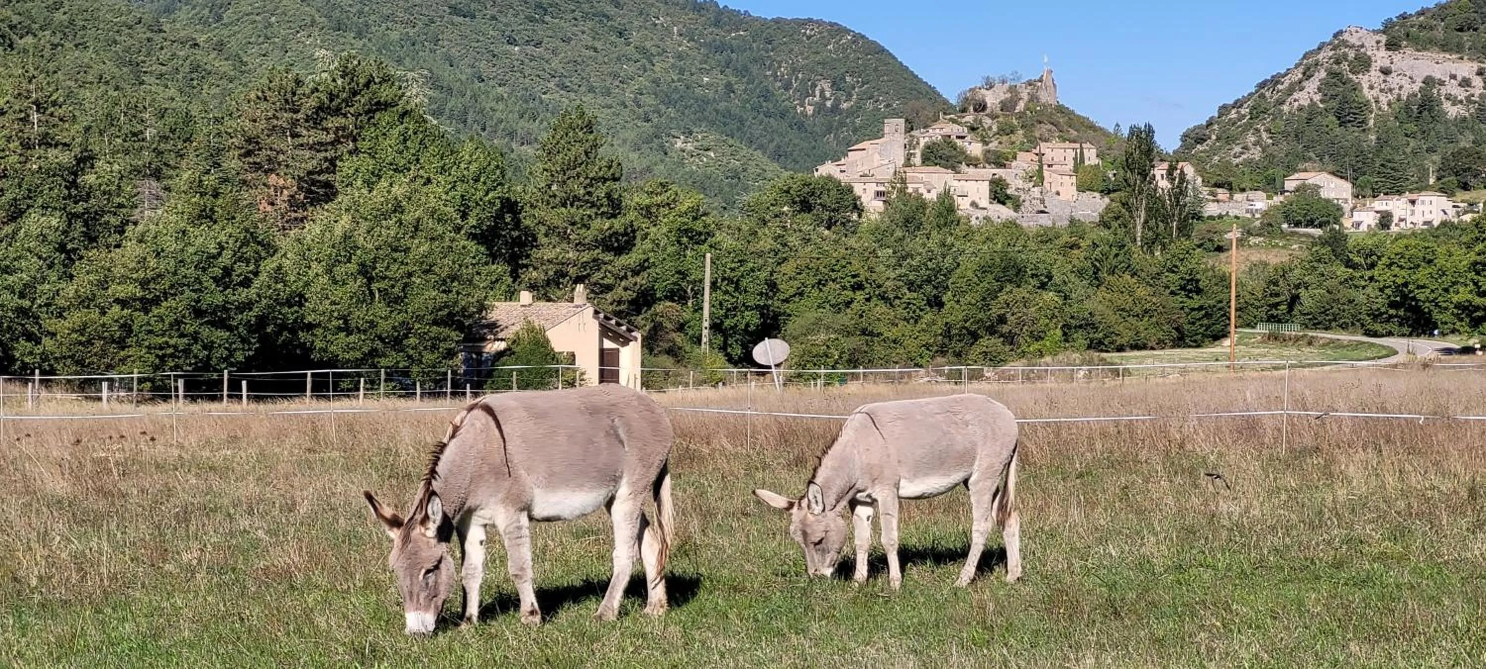 Animals in Mas de Reilhanette
