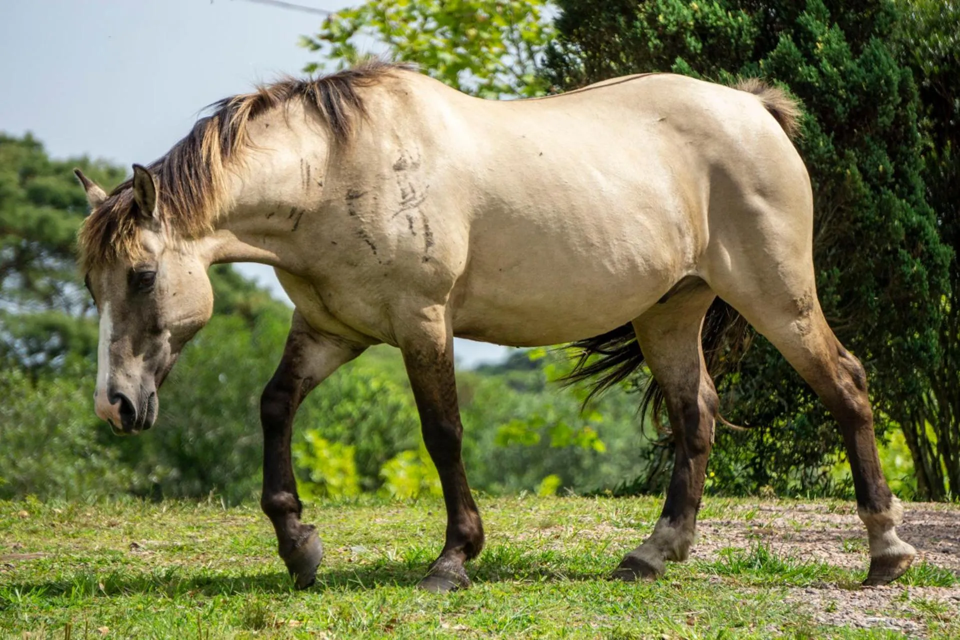 Animals in Aires de Patagonia