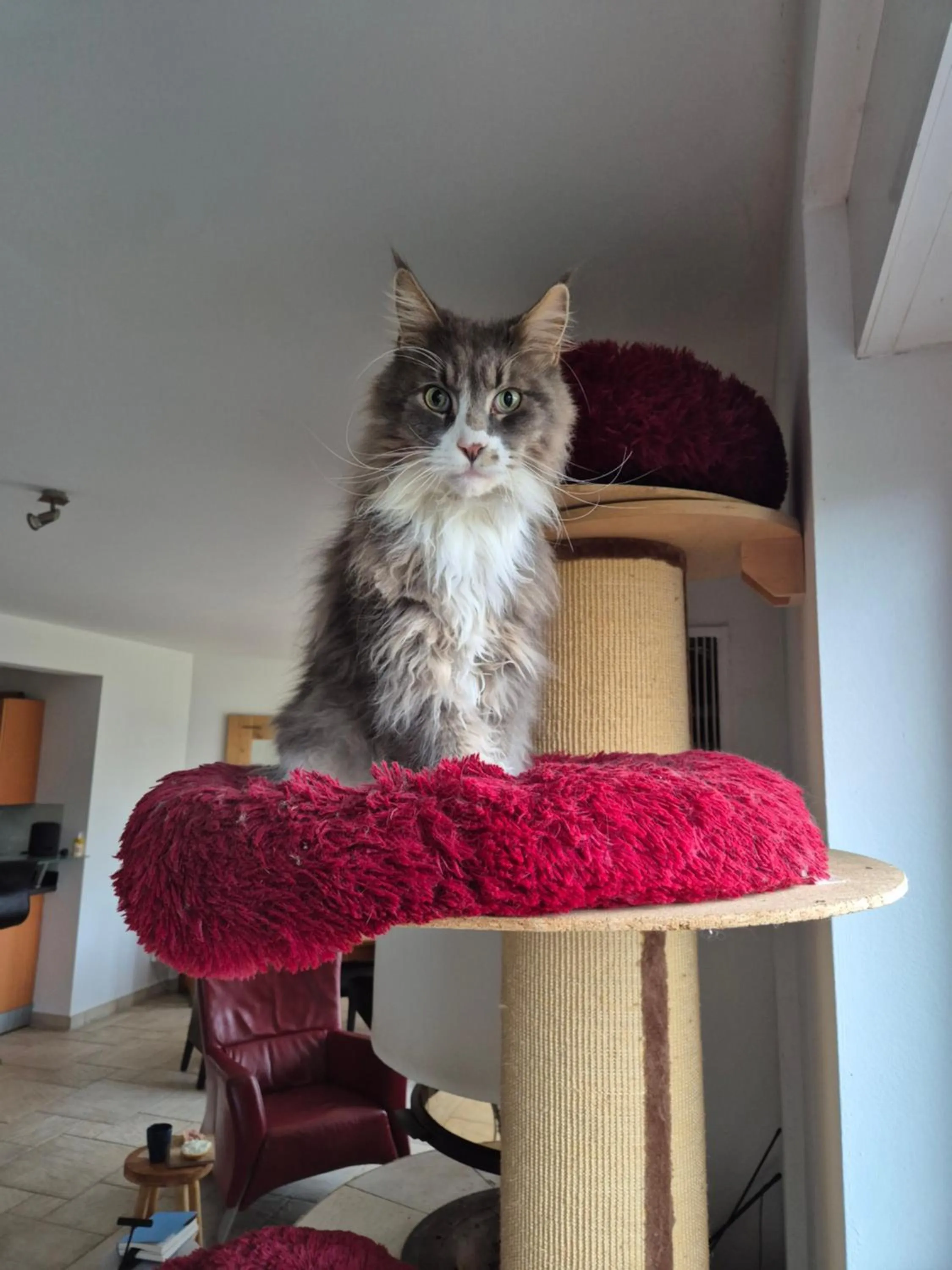 Schönste Lage am Rhein in unmittelbarer Stadtnähe, B & B