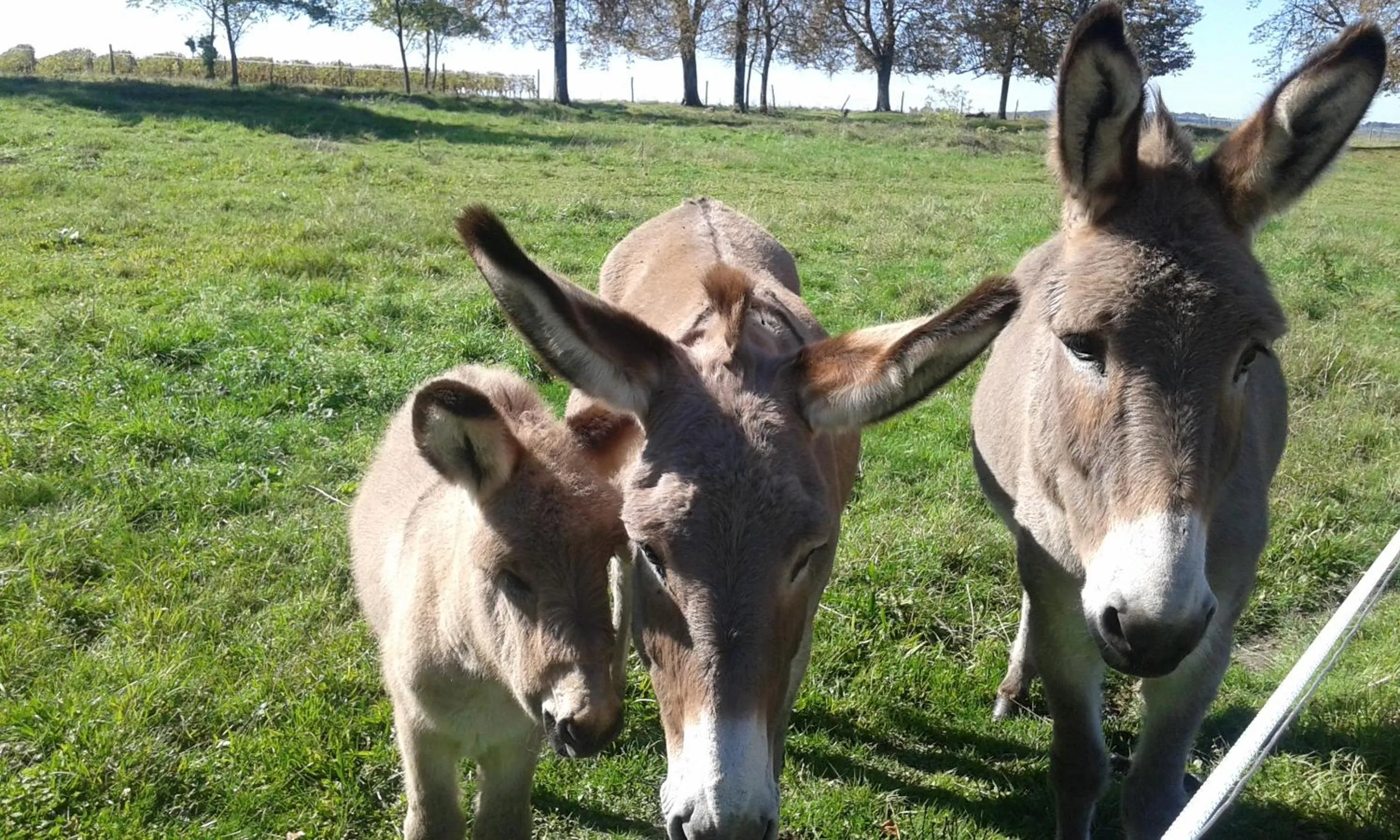 Animals in La Cure du Maine Charles