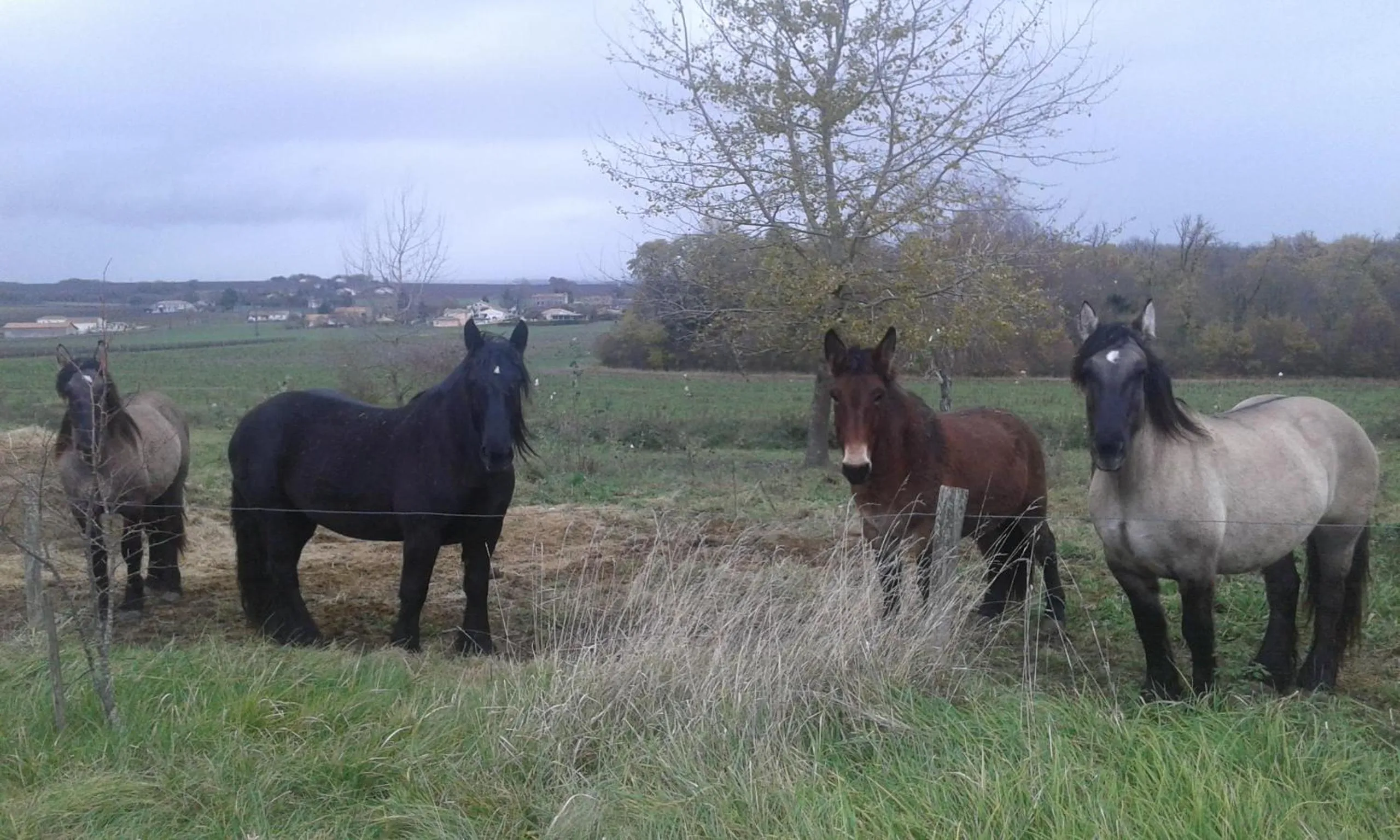 Animals in La Cure du Maine Charles