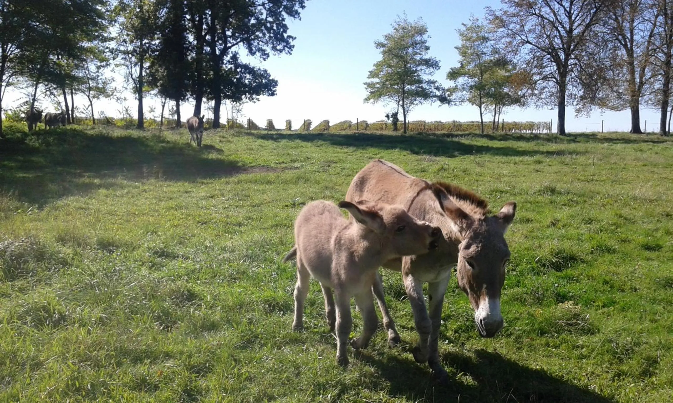 Animals in La Cure du Maine Charles