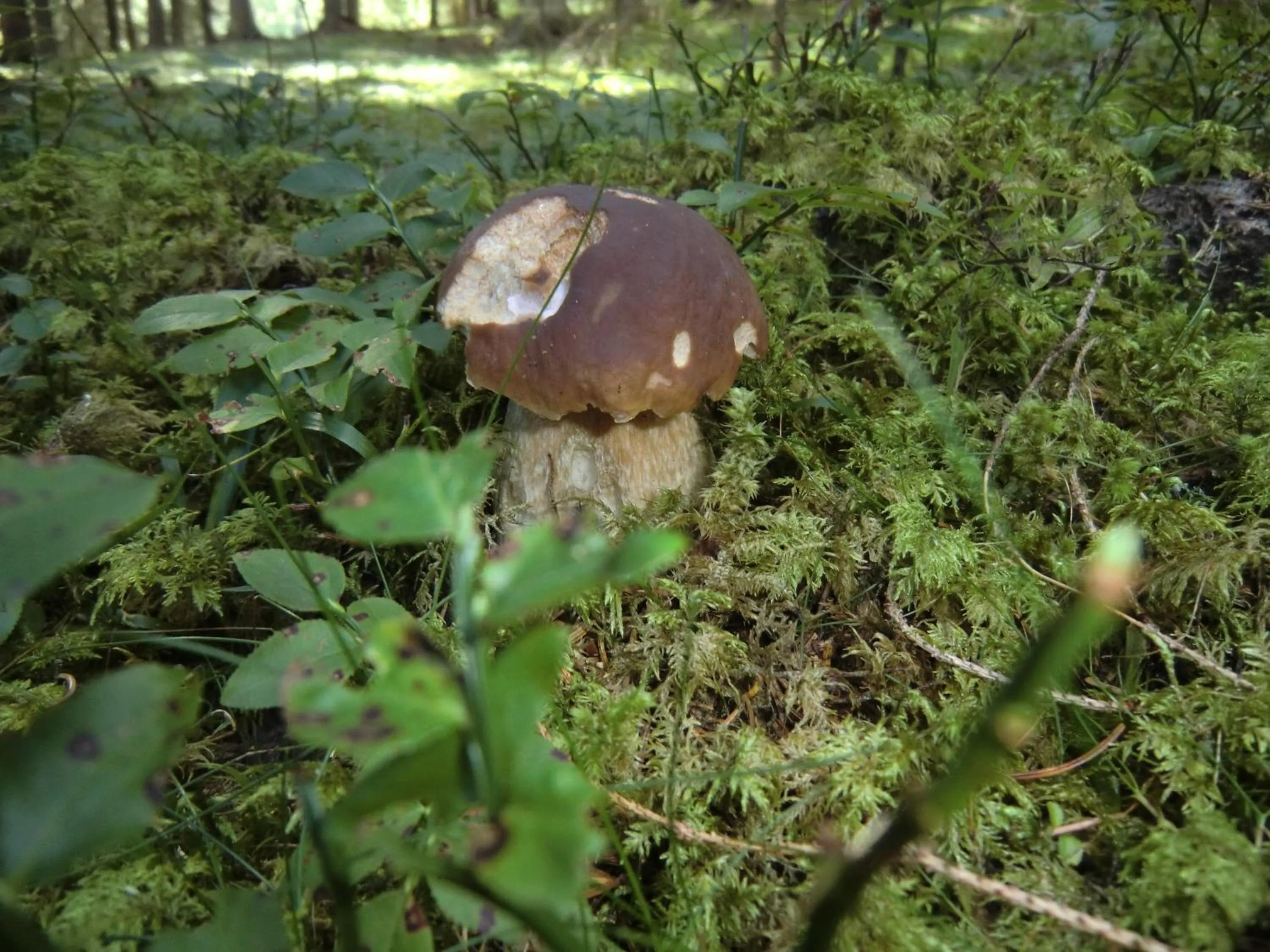 Hiking in Alpengasthof Moser