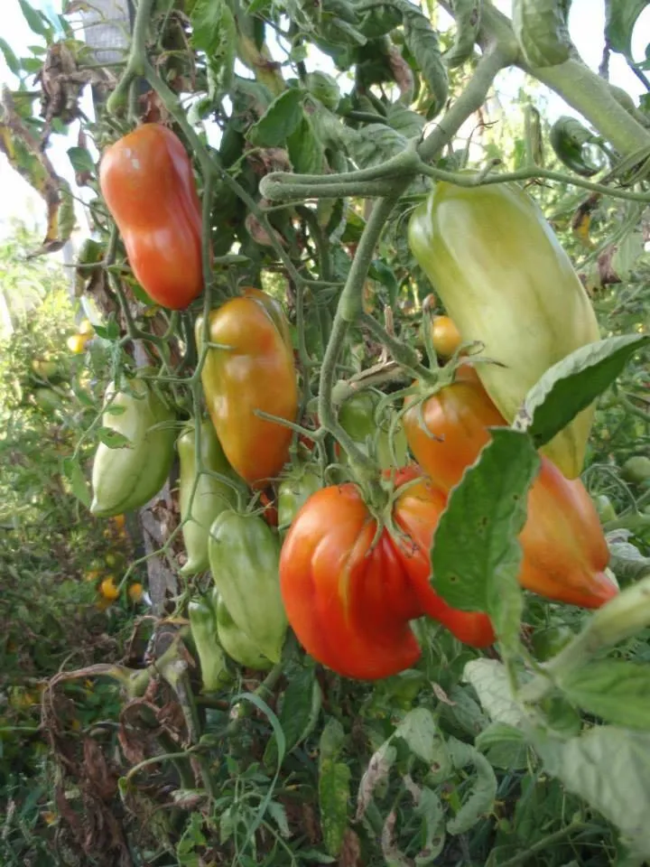 Day in La Grange de La Dupuise