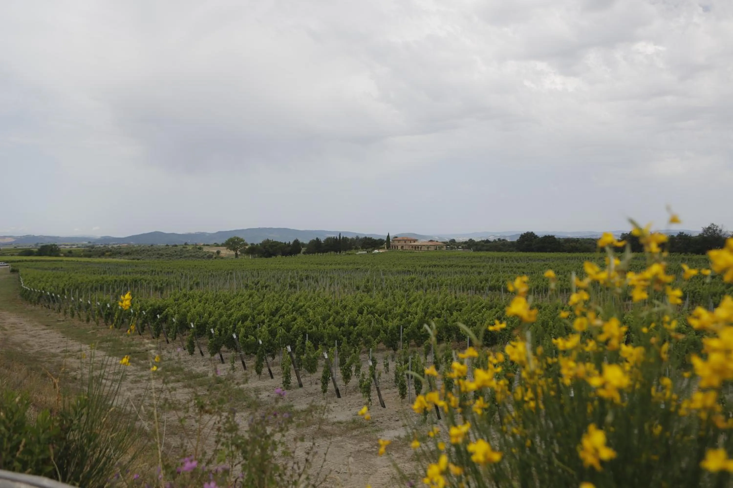 View (from property/room) in Agriturismo Poggio Al Tufo